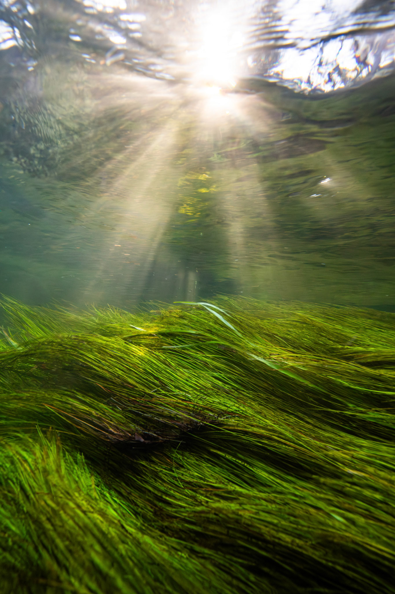 Tapegrass (Vallisneria sp.)