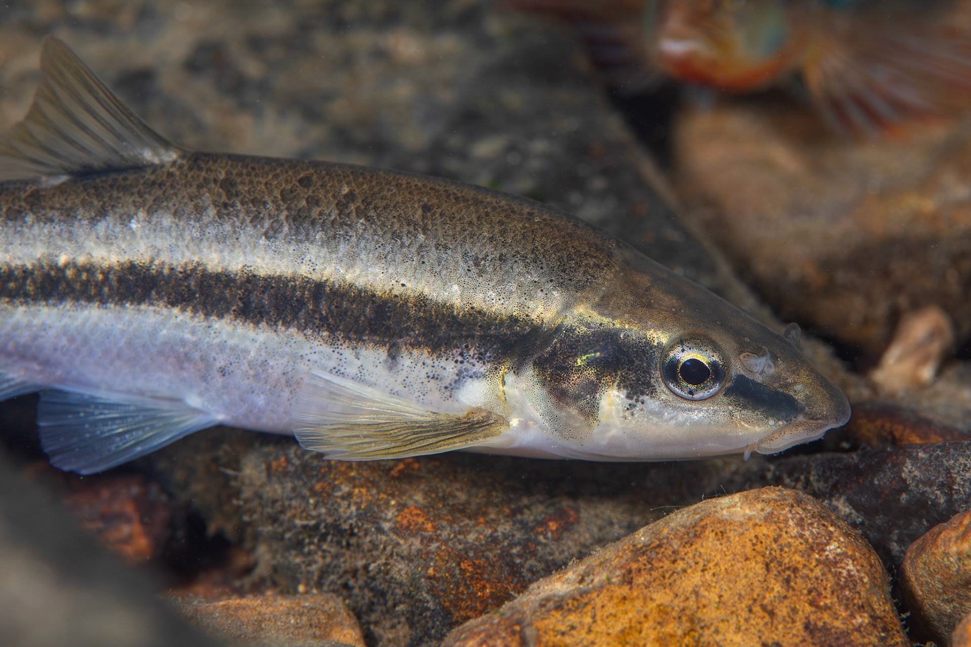 Western Blacknose Dace