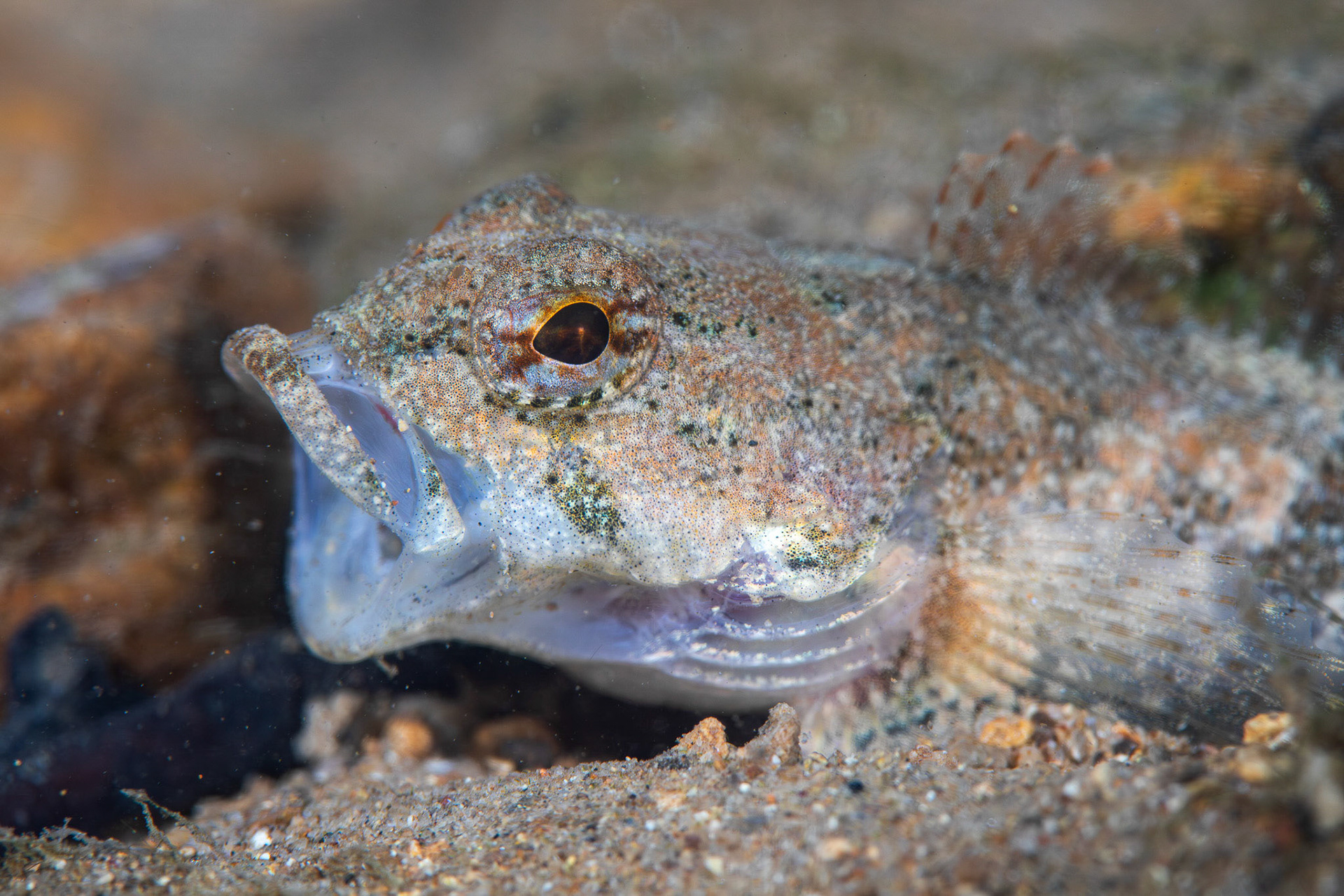 Spotted Sculpin