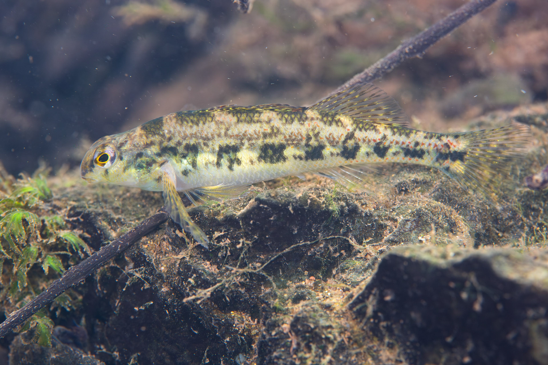 Birmingham Darter (Etheostoma birminghamense)