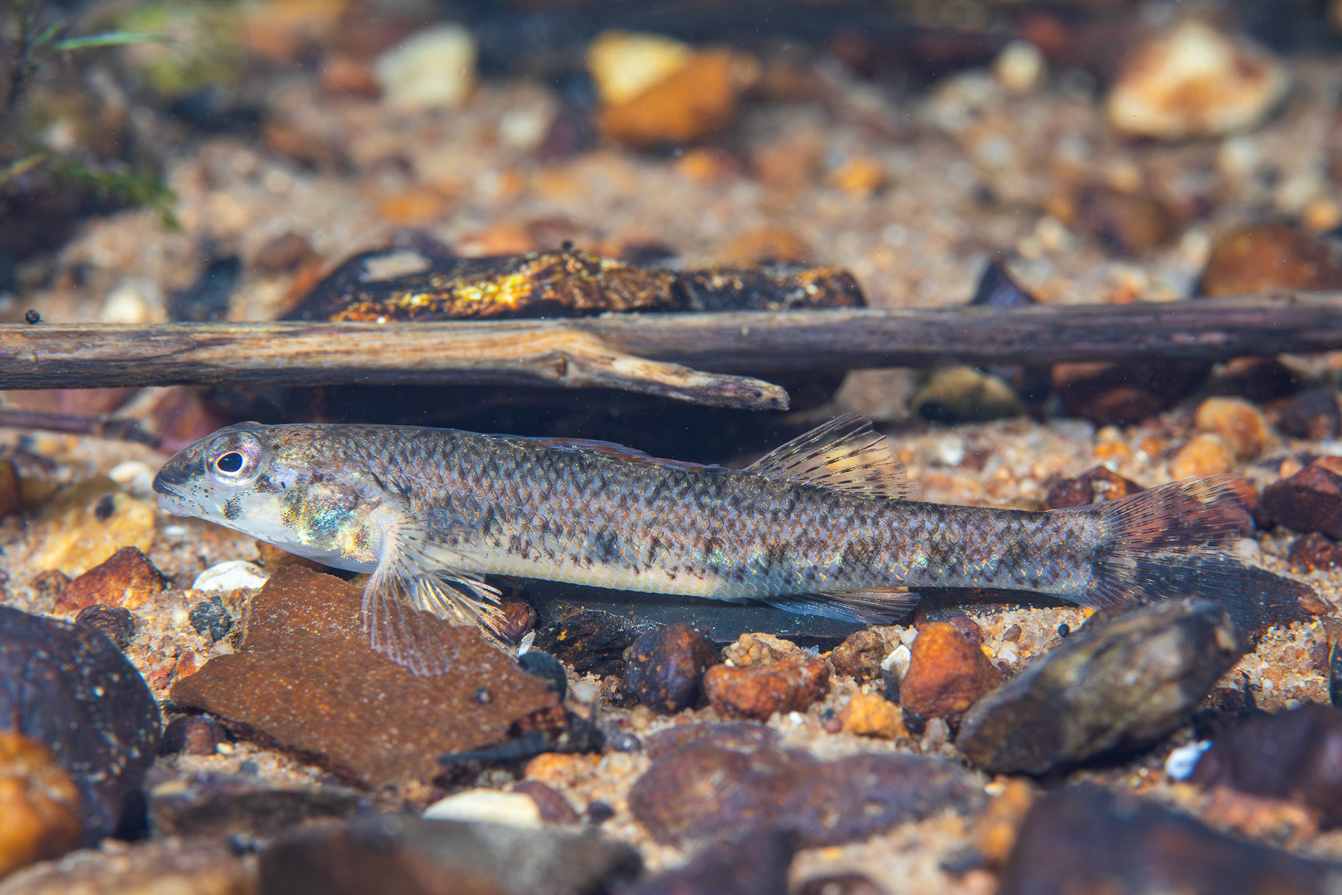 Speckled Darter