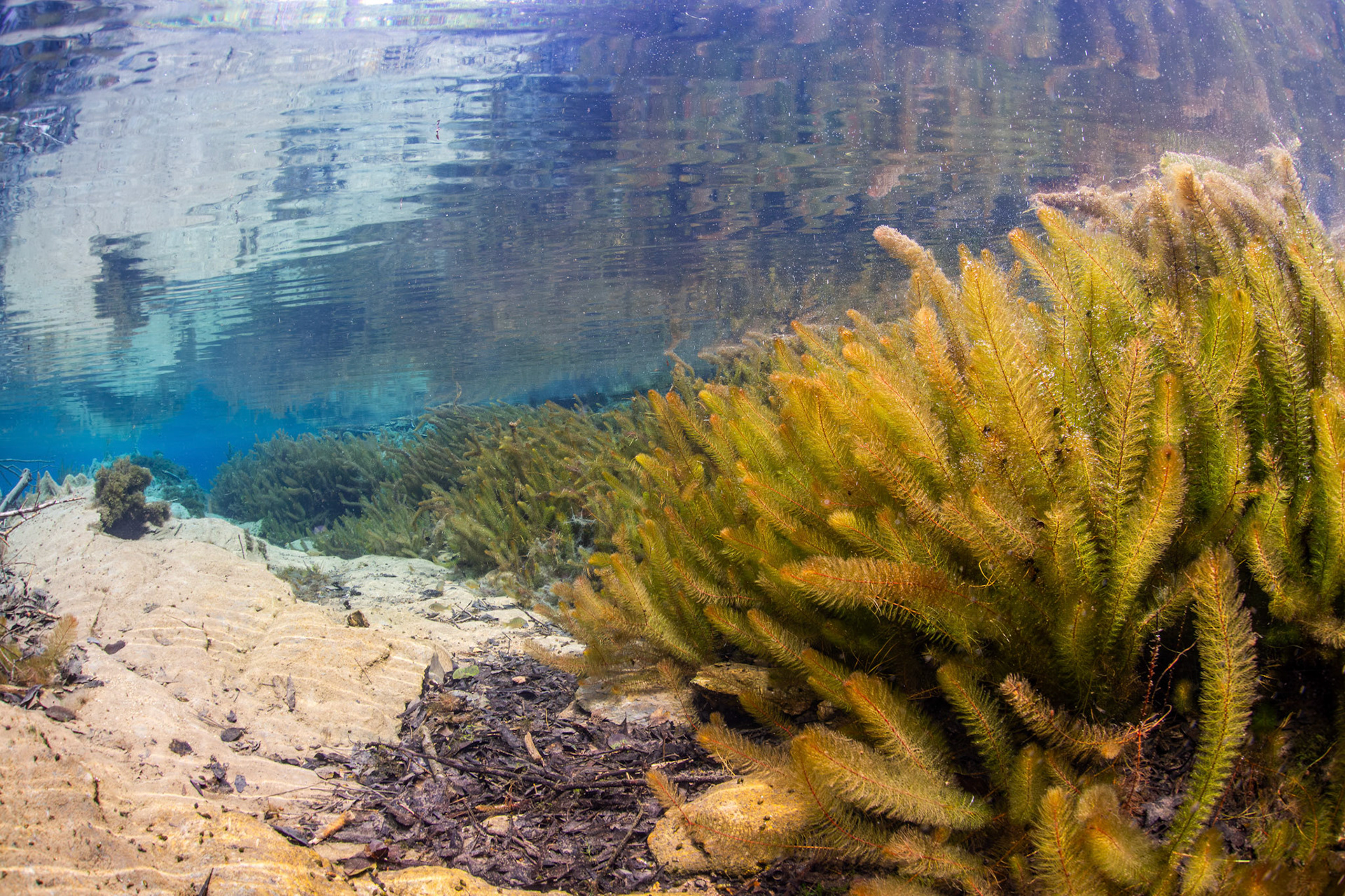 Bay Spring