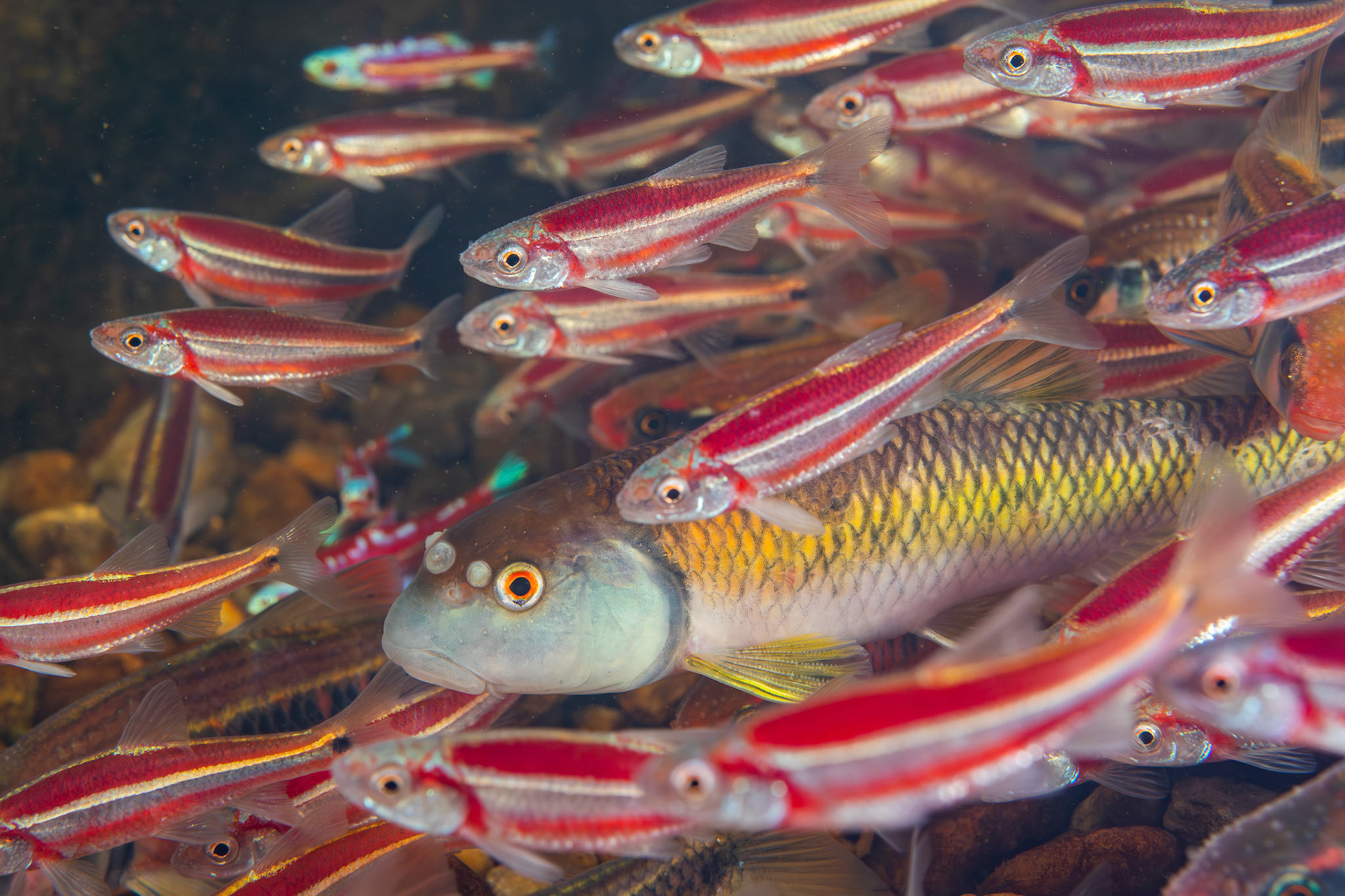 Bluehead Chub, Rainbow, and Rough Shiners on Bluehead Chub mound