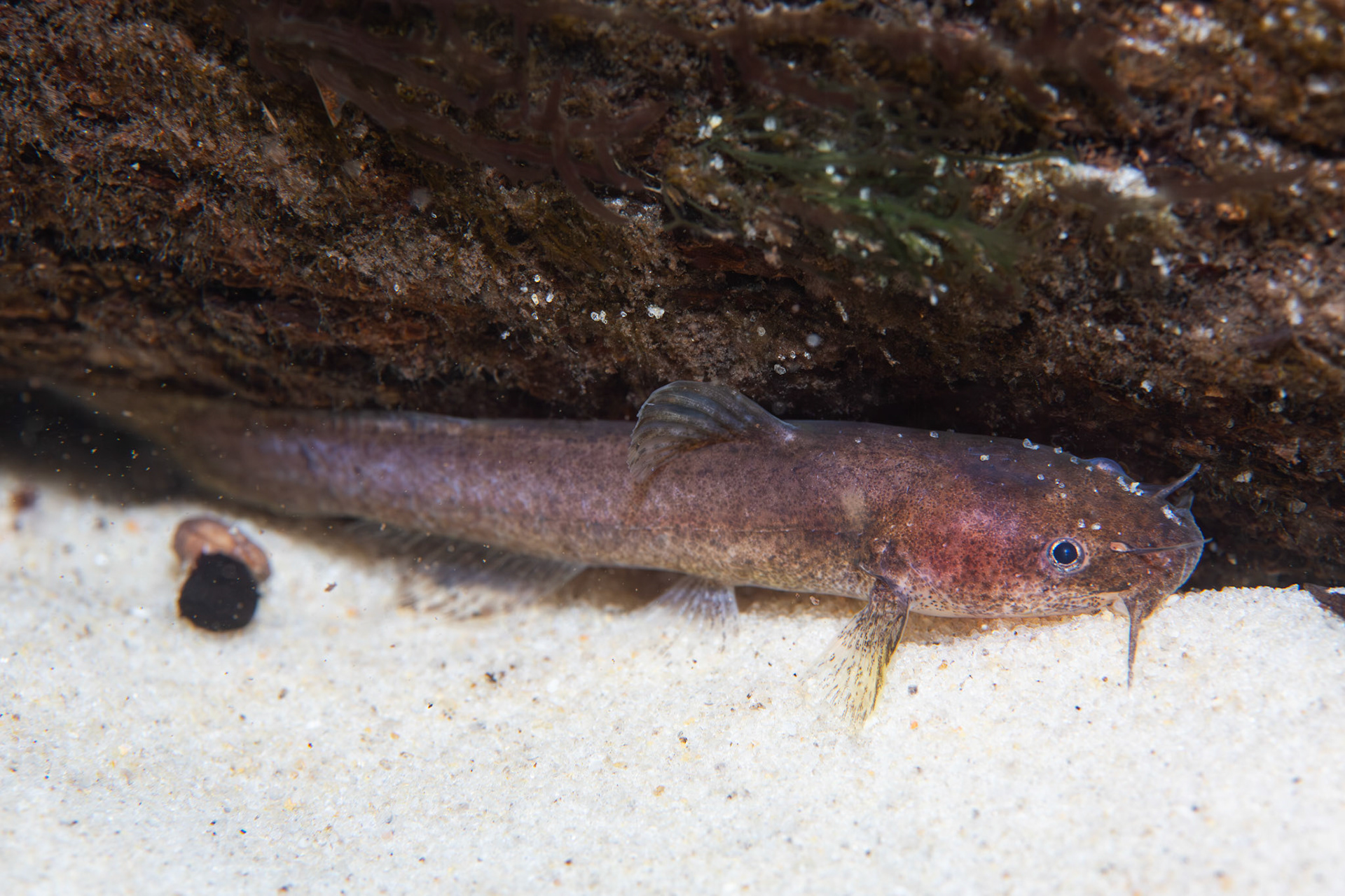 Speckled madtom (Noturus leptacanthus)