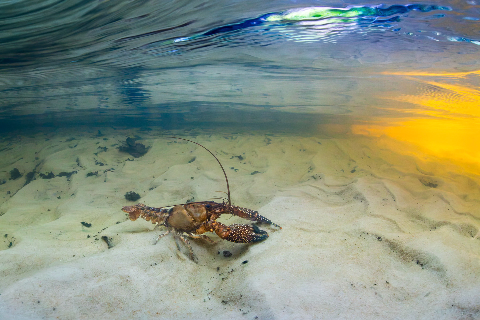 White-tubercled Crayfish