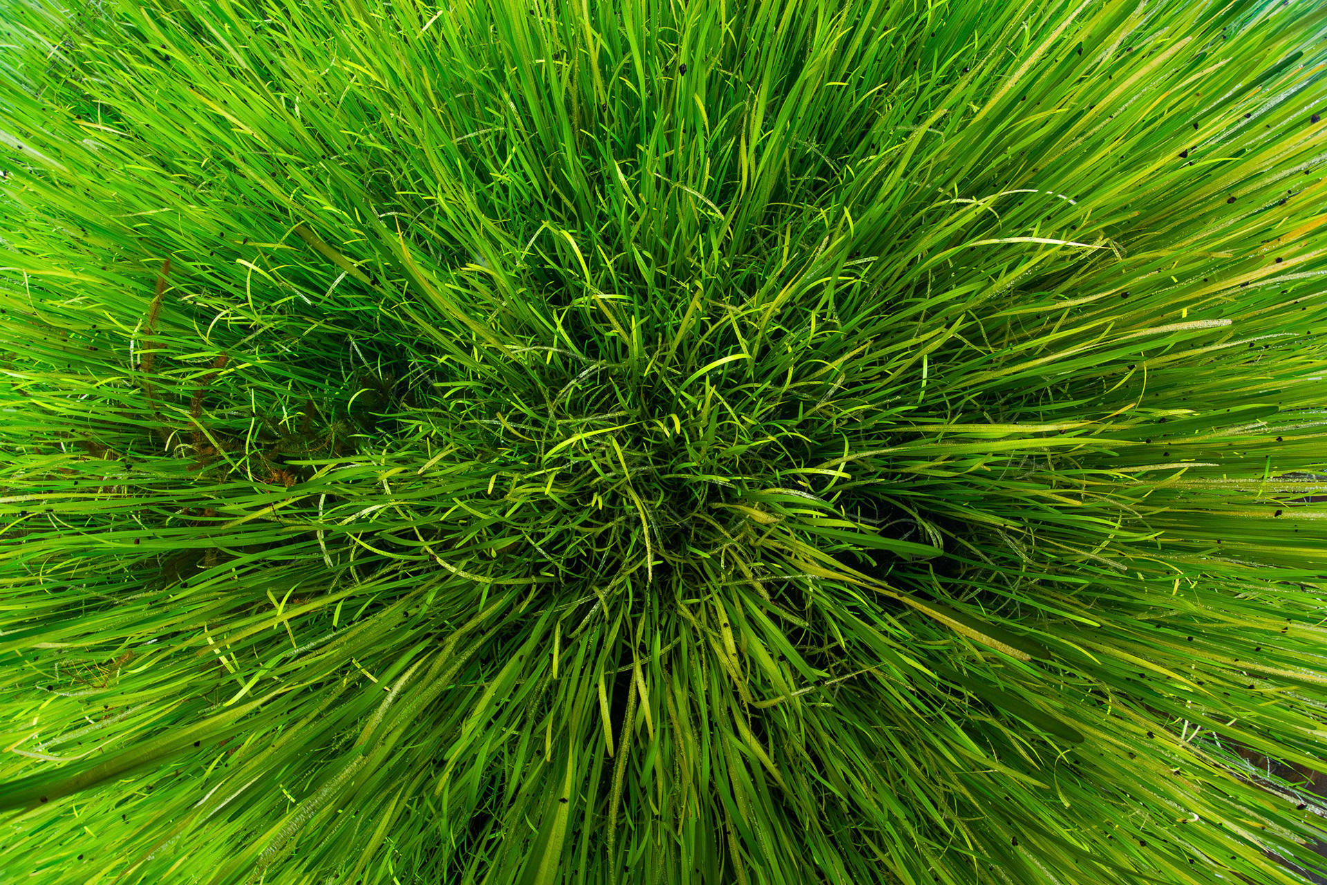 Aquaric Vegetation in Spring Head
