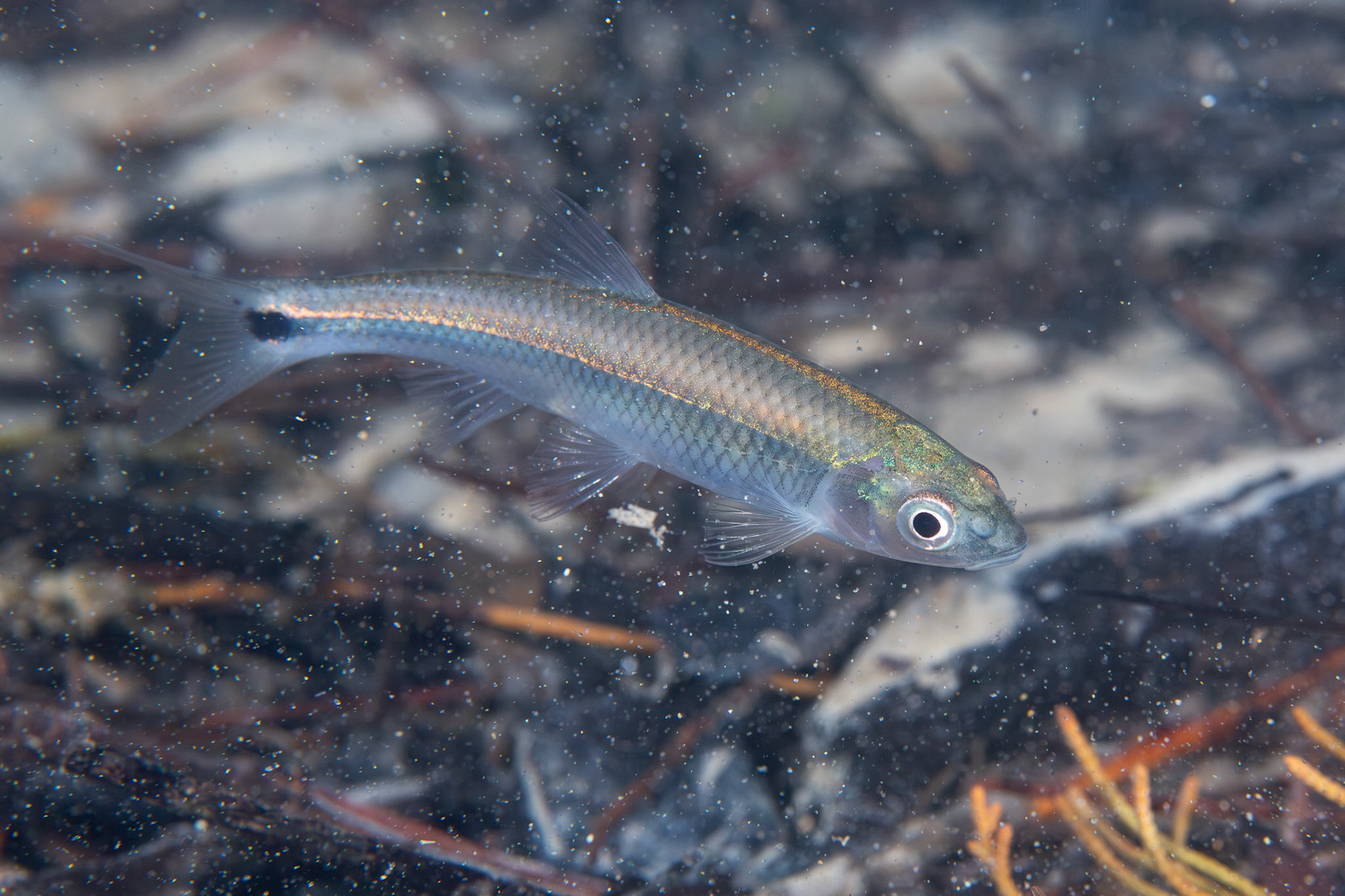 Apalachicola Blacktail Shiner
