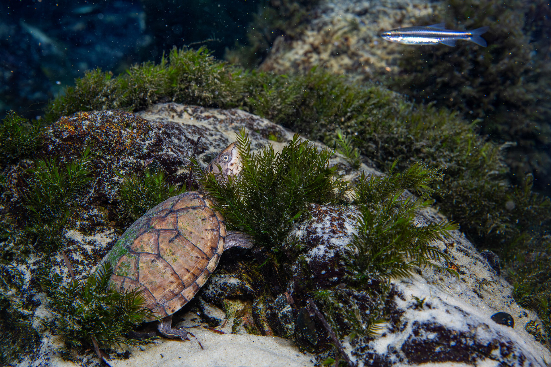 Intermediate Musk Turtle