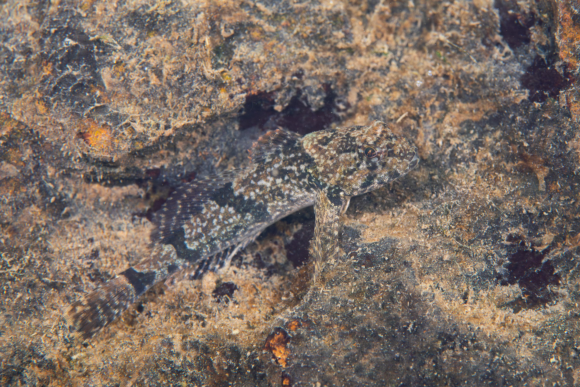 Banded Sculpin