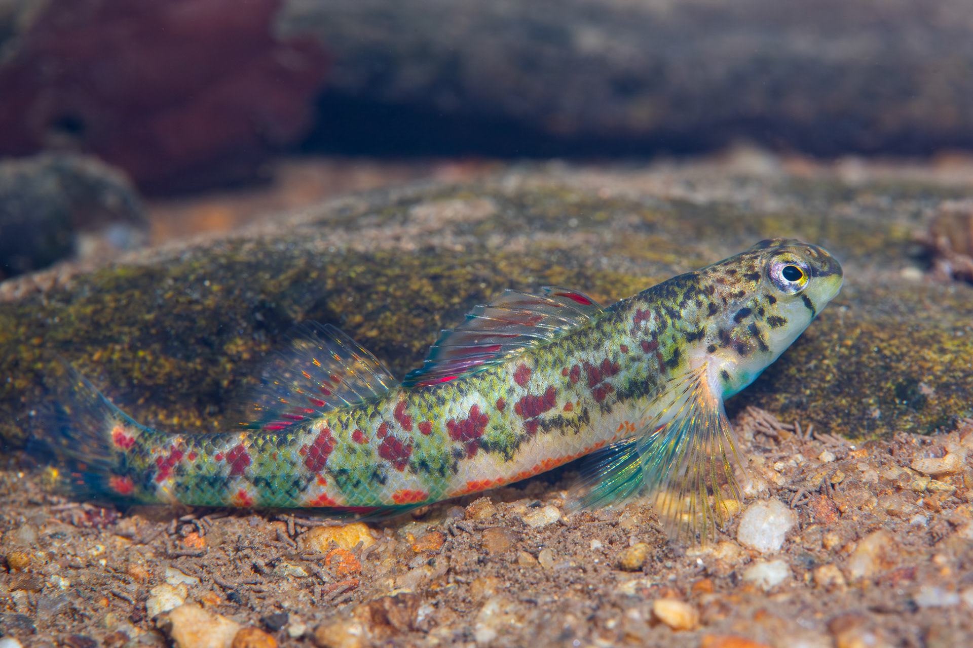 Holiday Darter
