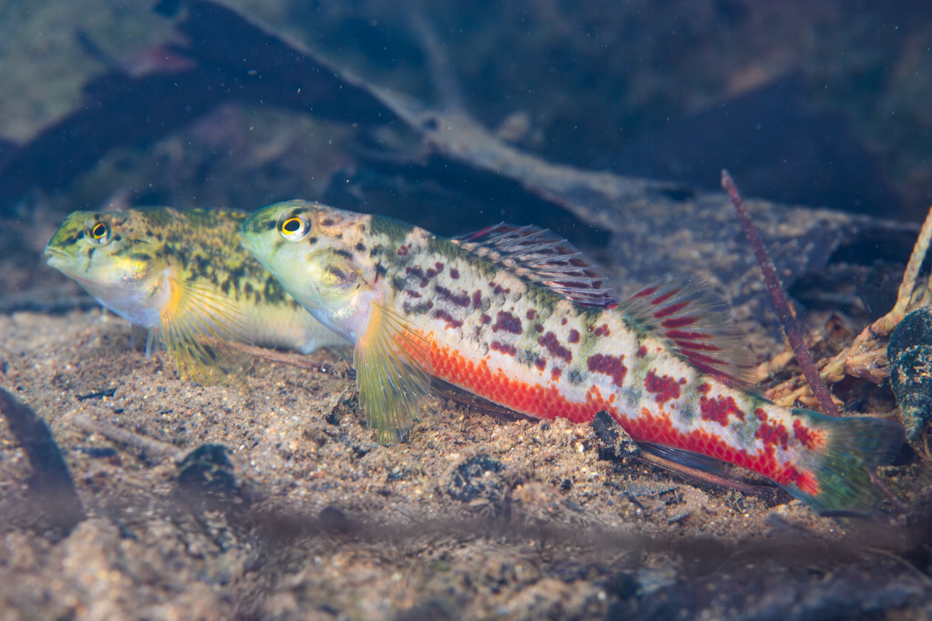 Vermilion darter (Etheostoma chermocki)