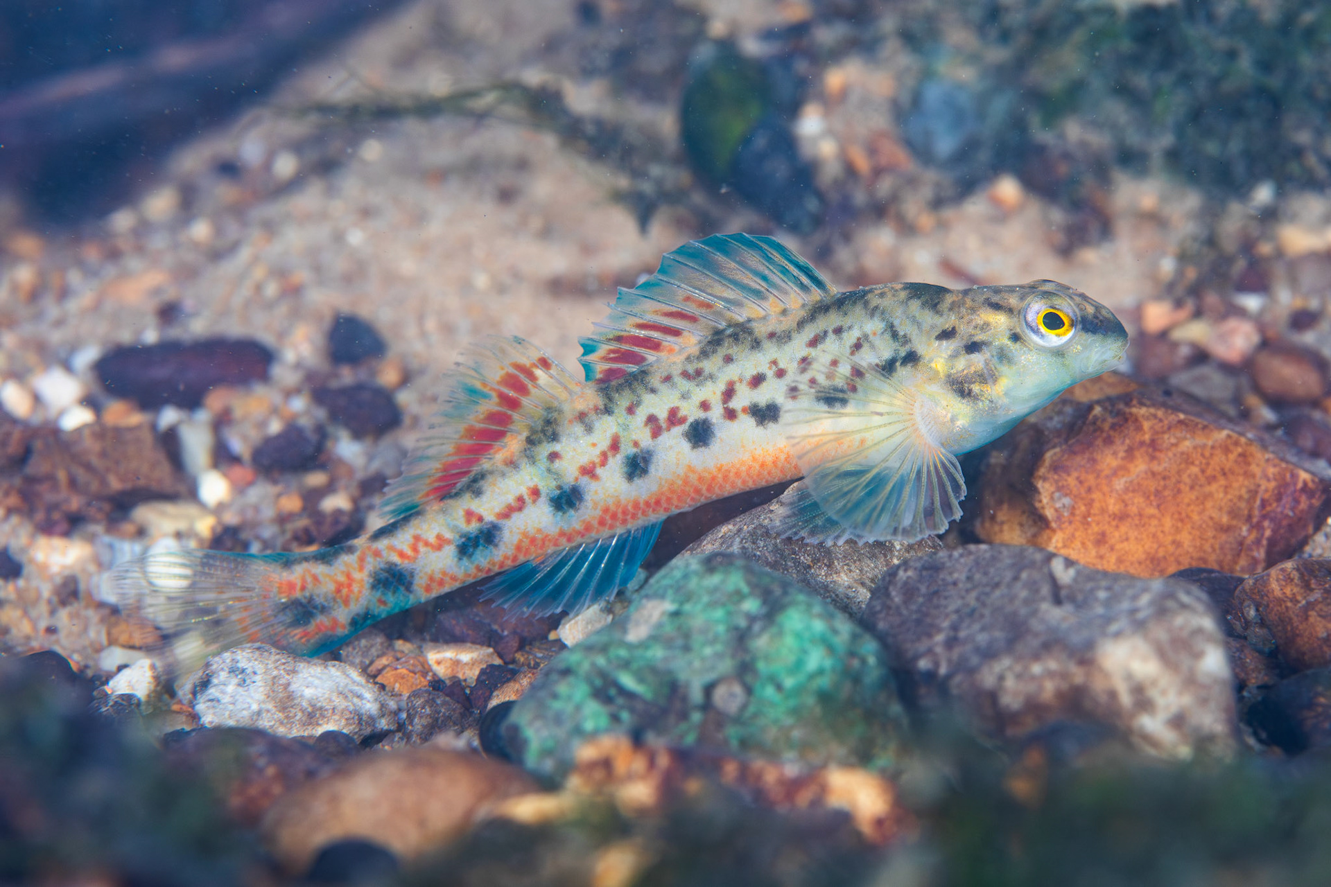 Tombigbee Darter