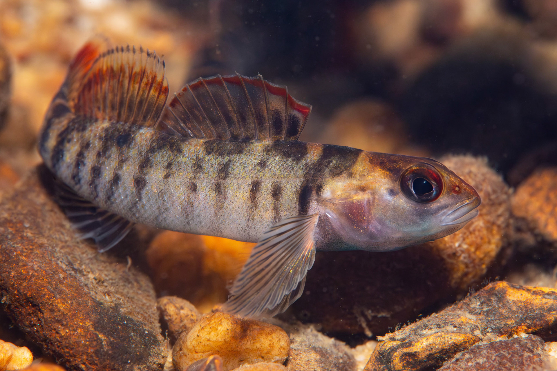 Tuskaloosa Darter