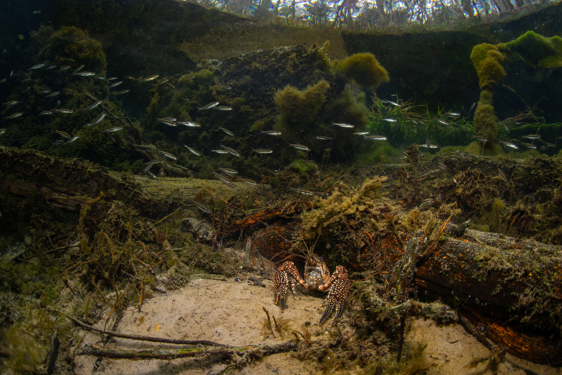 White-tubercled Crayfish
