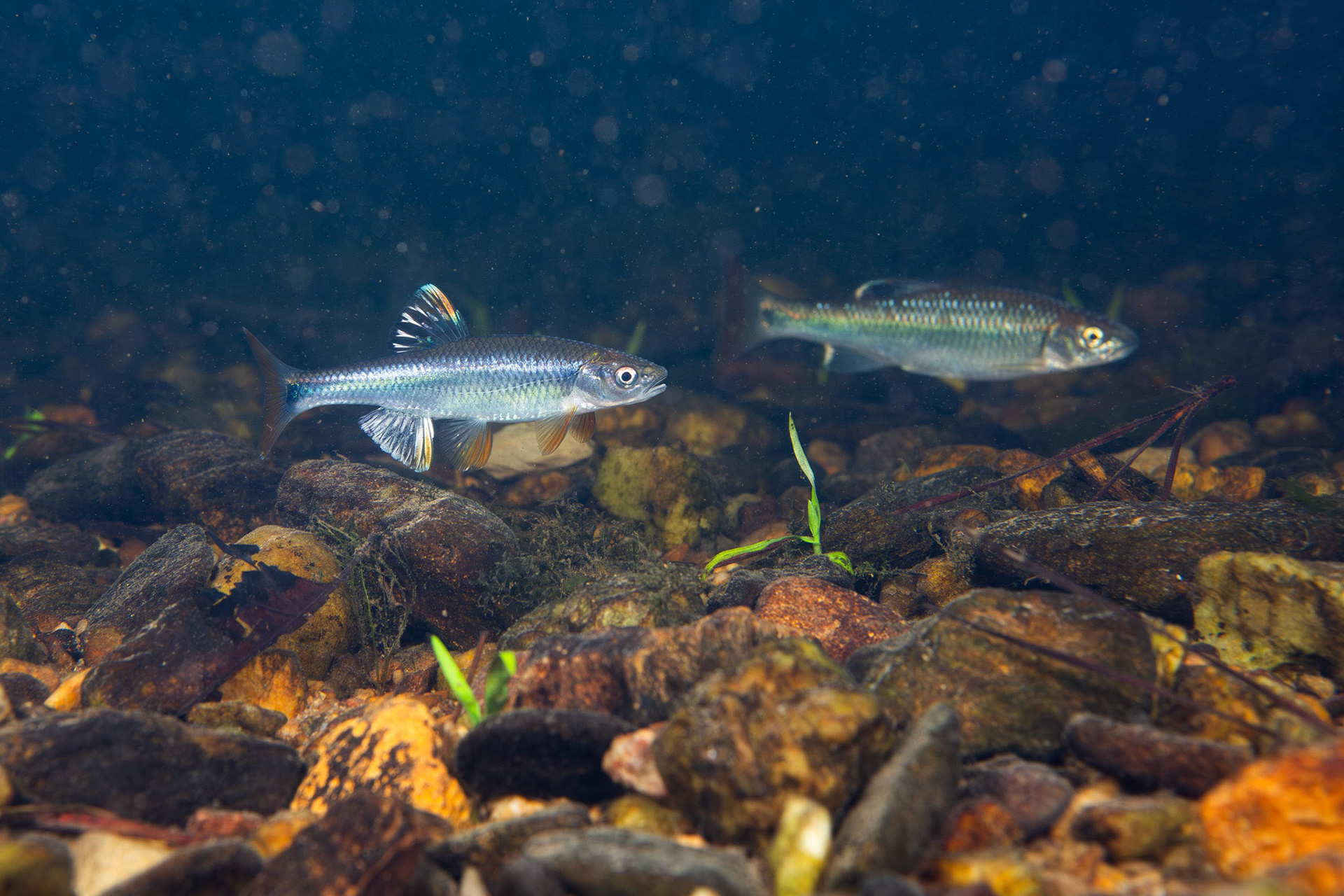 Tricolor Shiner