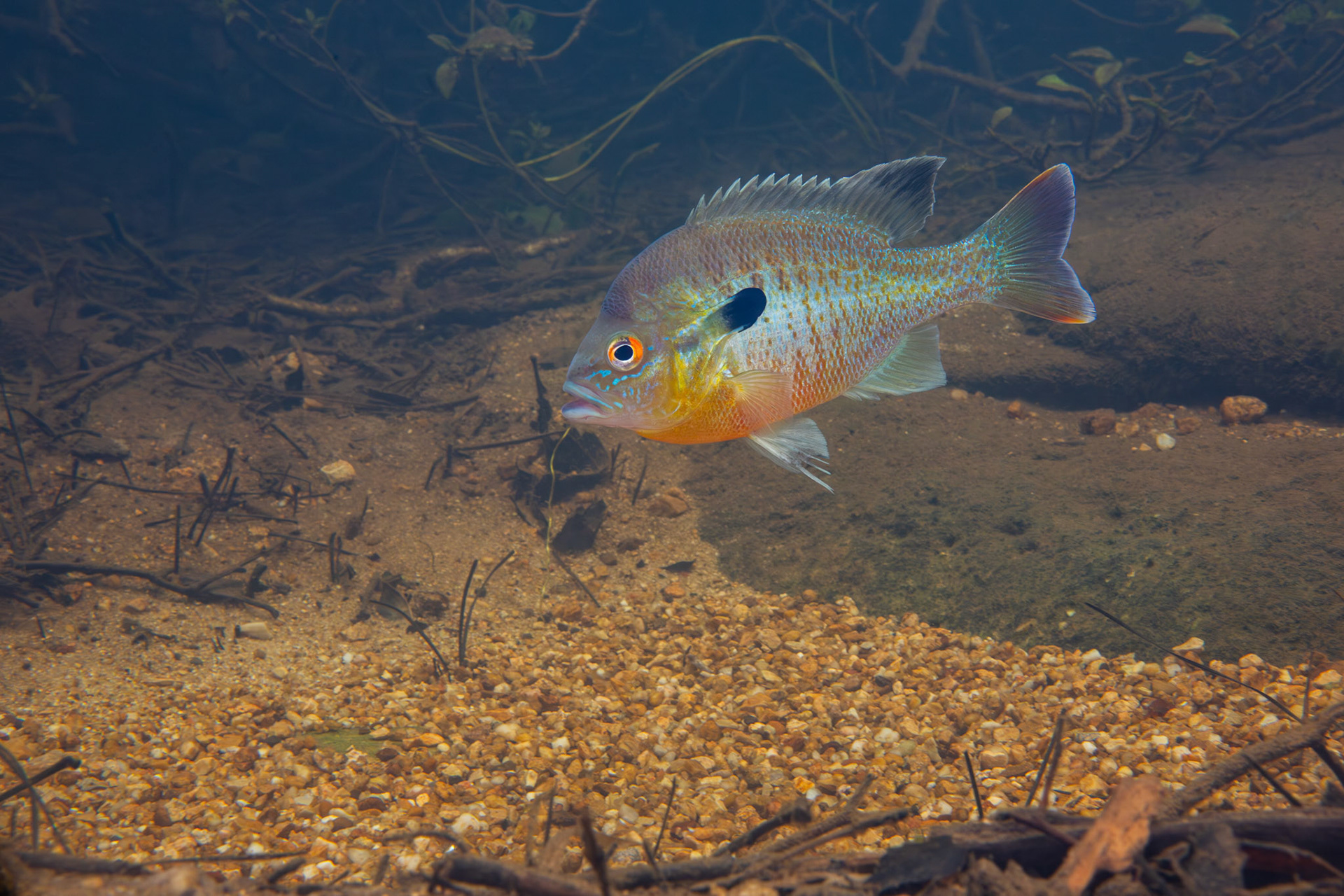 Redbreast Sunfish