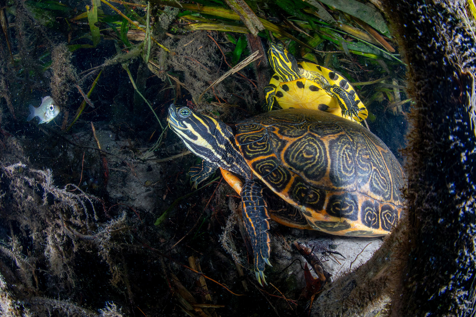 River Cooter and Yellow-bellied Slider
