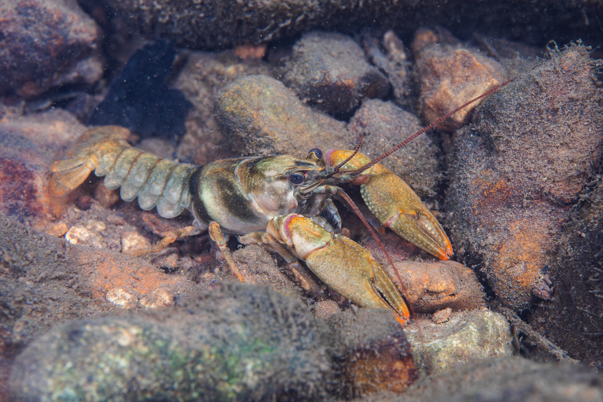 Wonderful Crayfish