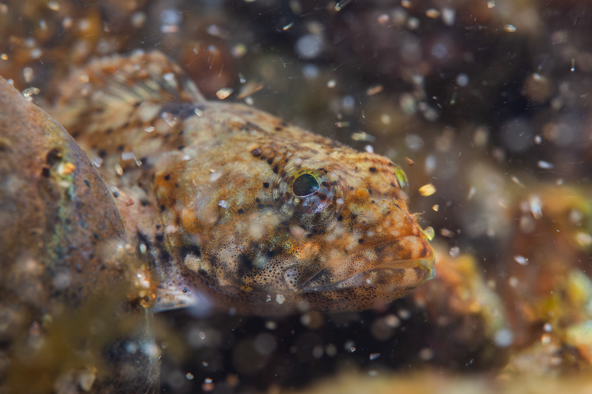 Banded Sculpin