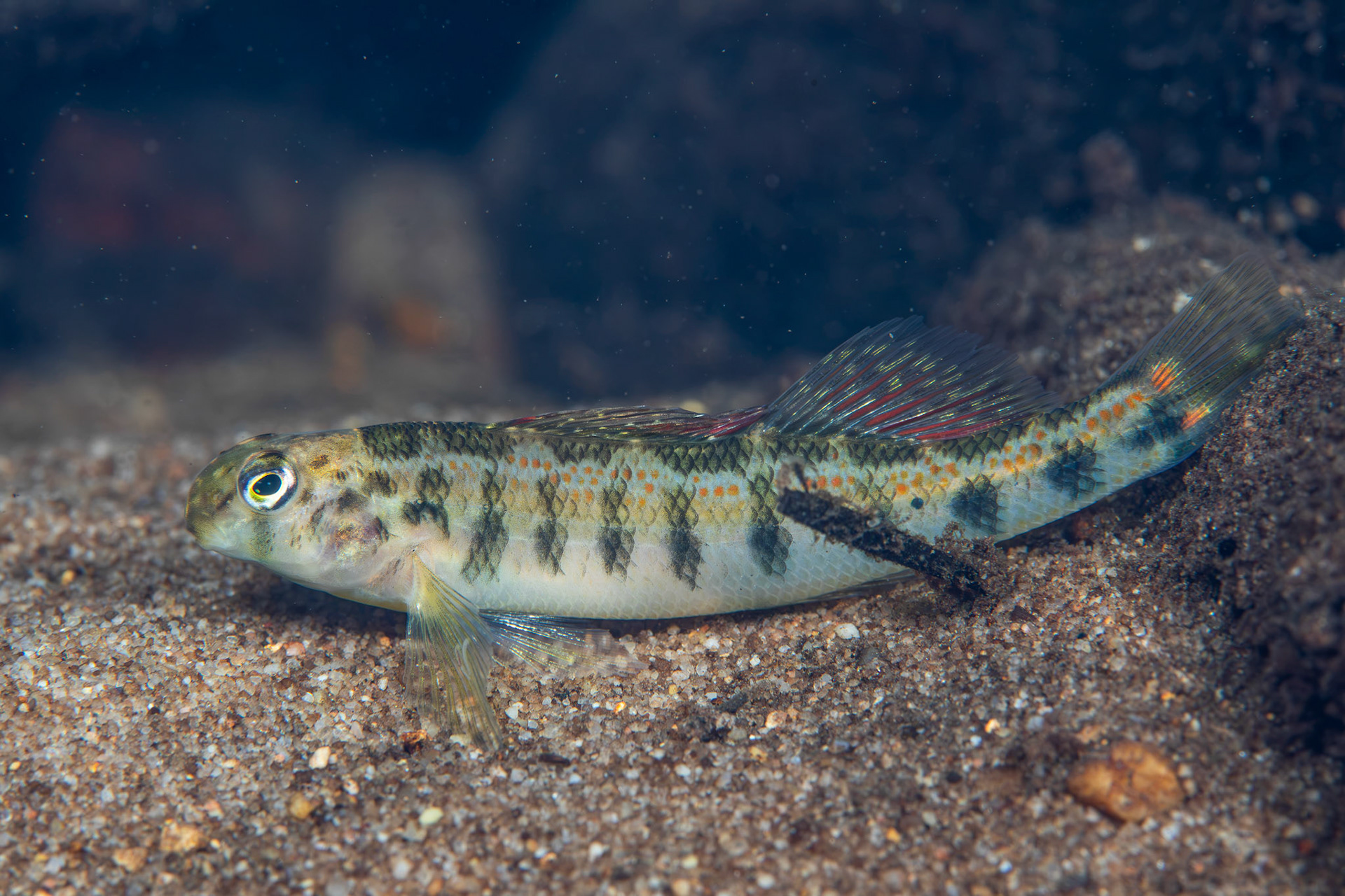 Tennessee Snubnose Darter