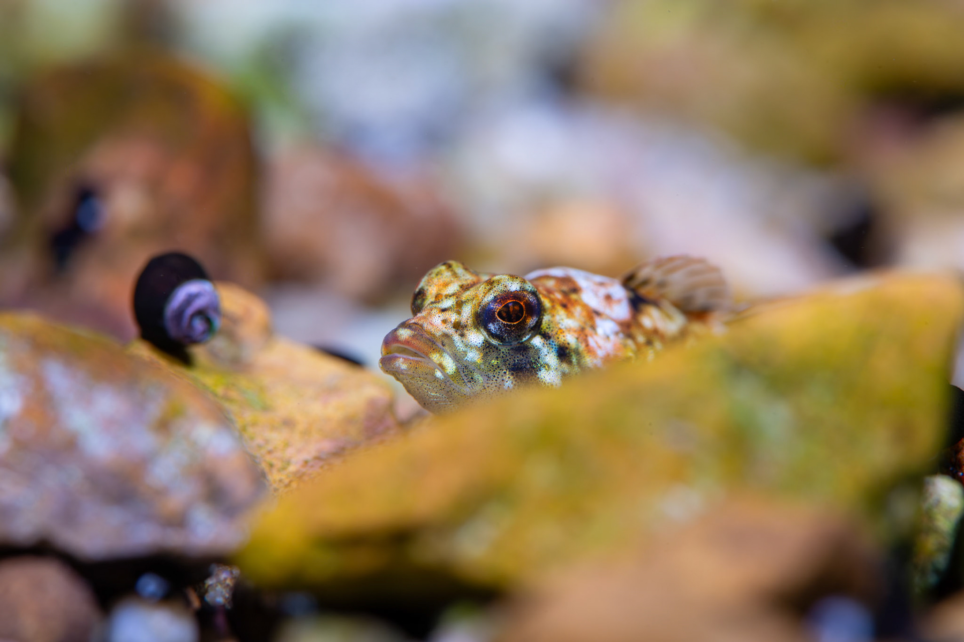 Pygmy Sculpin