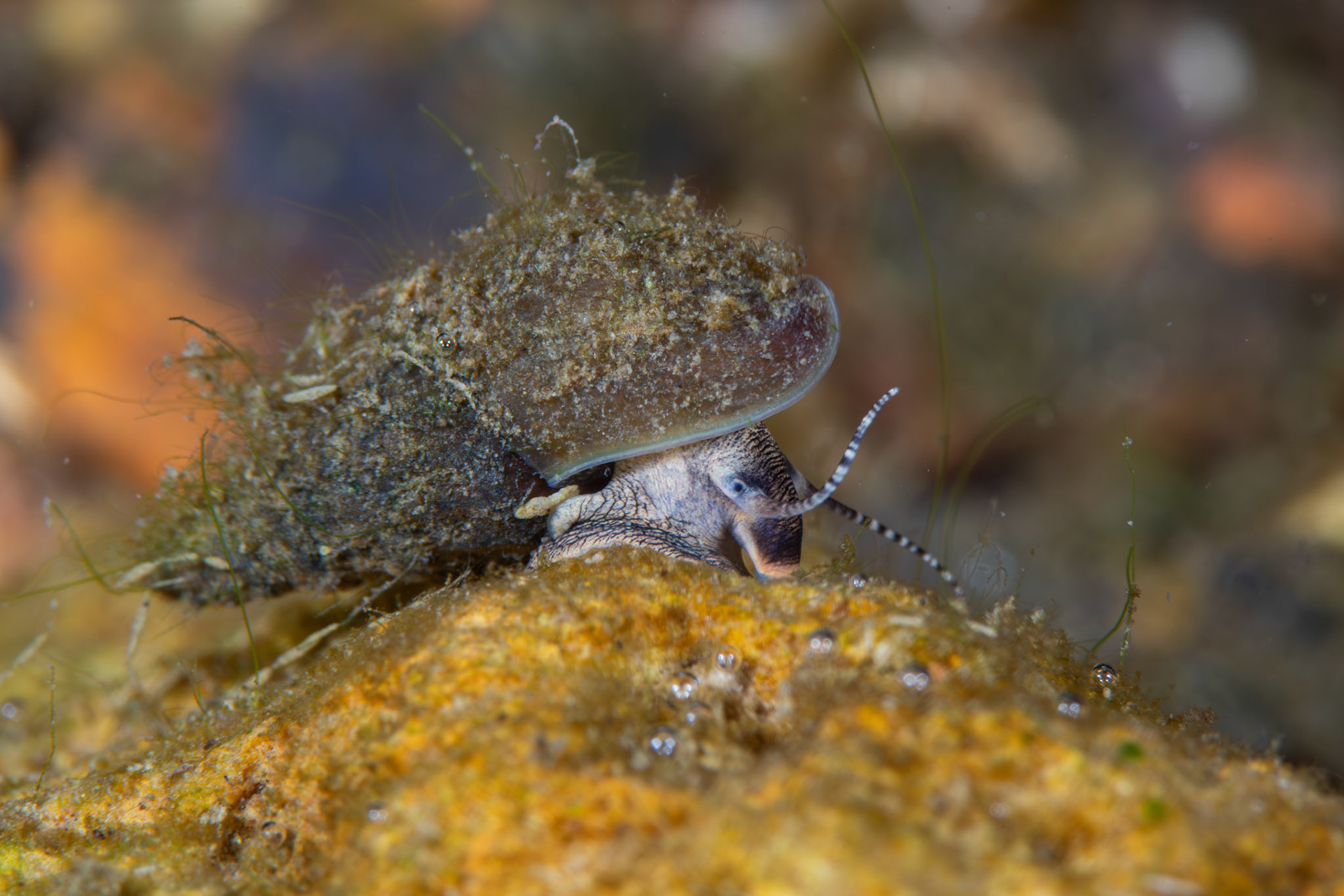 Fluted Elimia