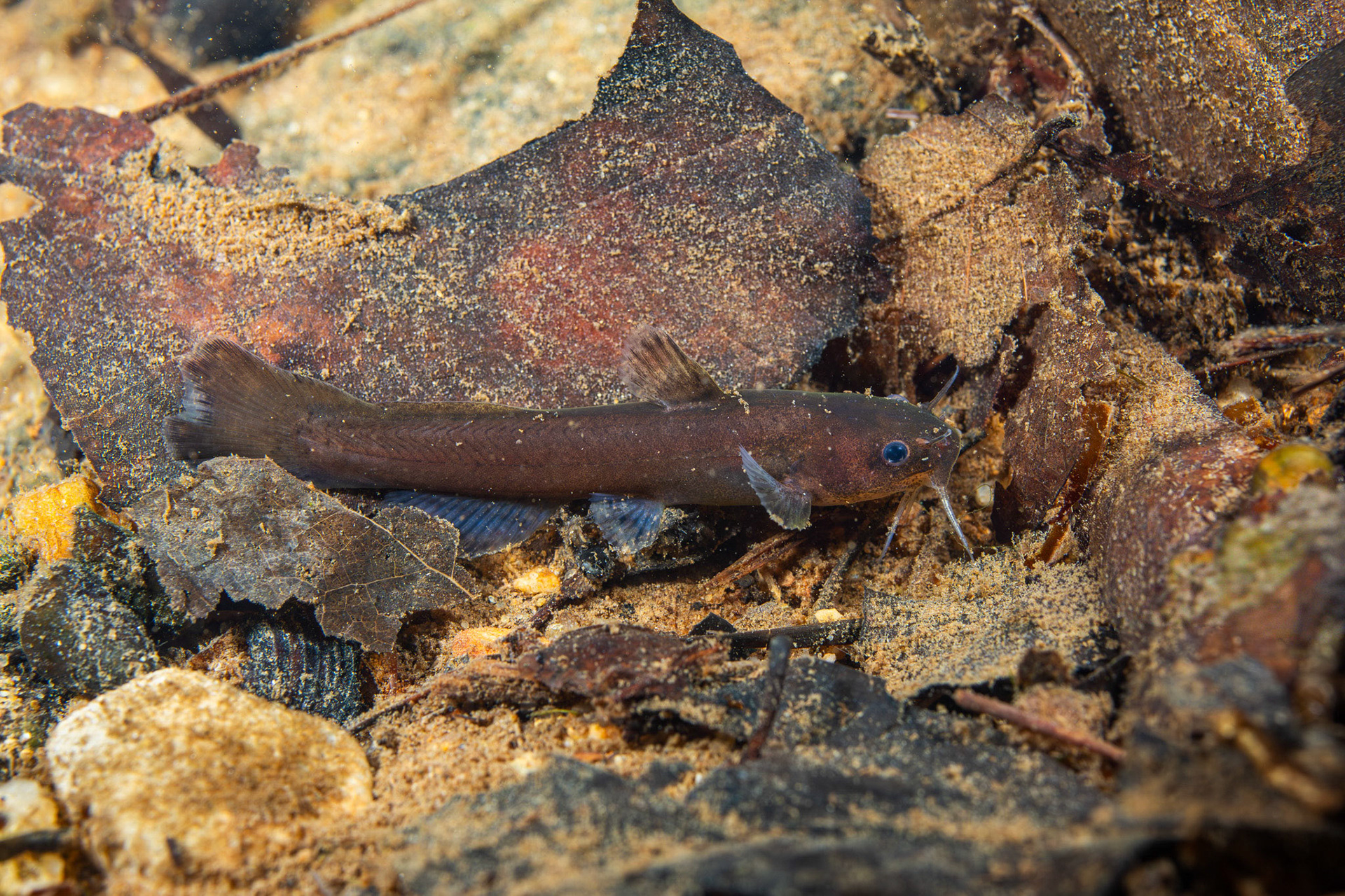 Speckled Madtom
