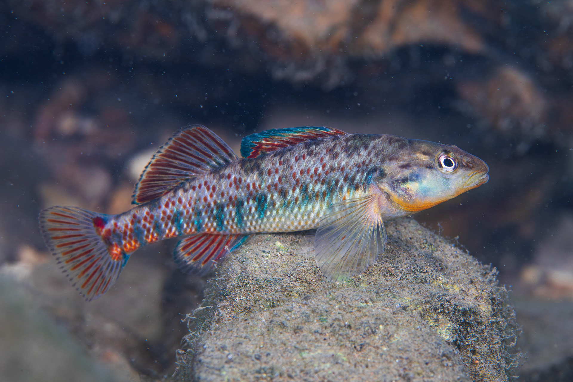Rainbow Darter