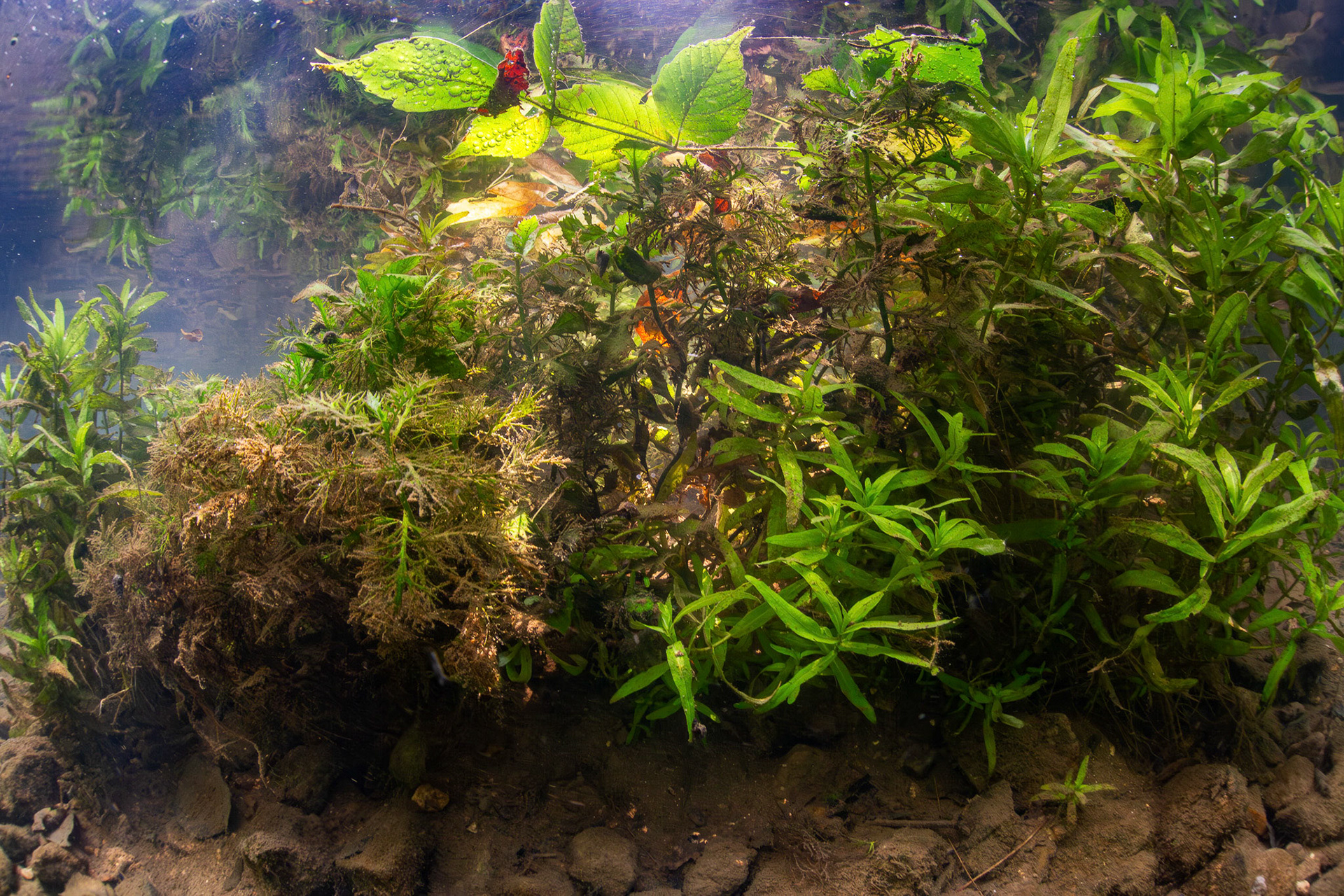 Aquatic vegetation in spring run