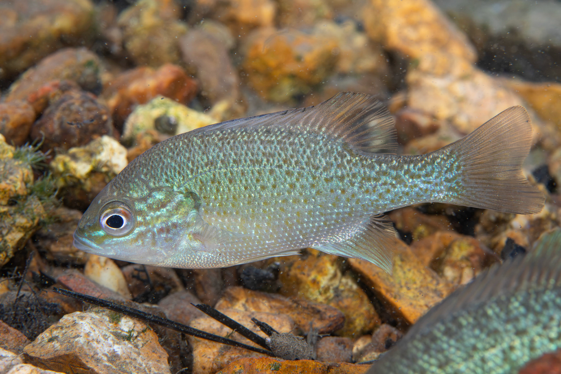 Redbreast Sunfish