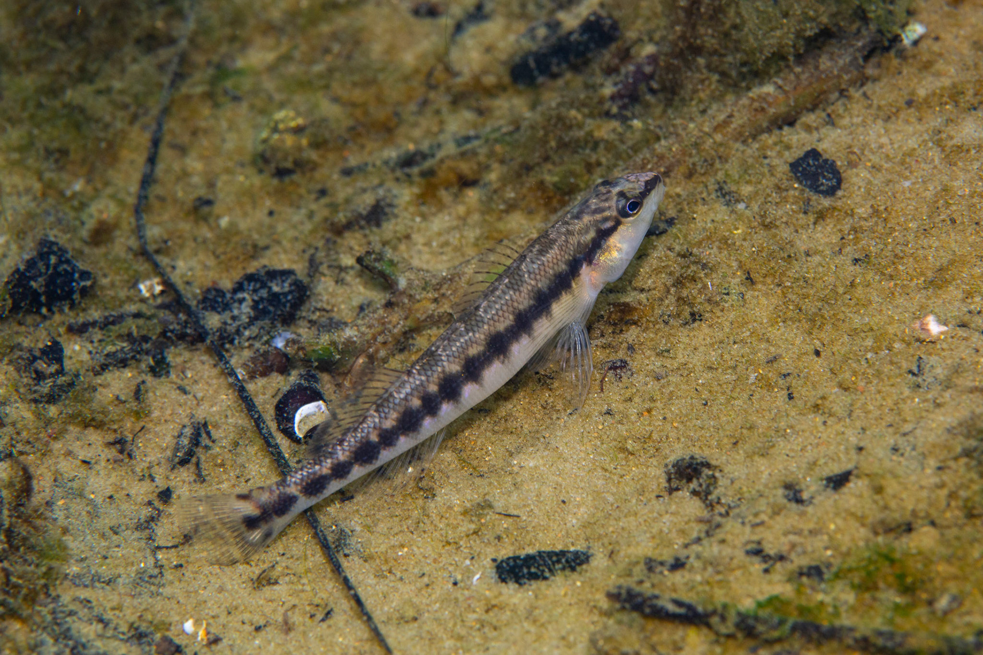 Blackbanded Darter