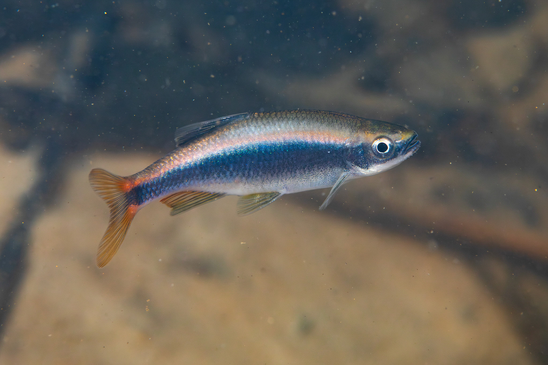 Broadstripe Shiner