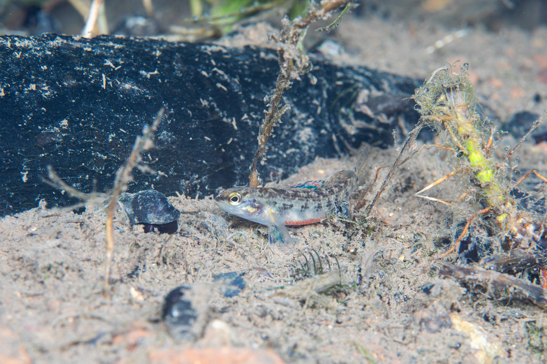 Watercress Darter (Etheostoma nuchale)