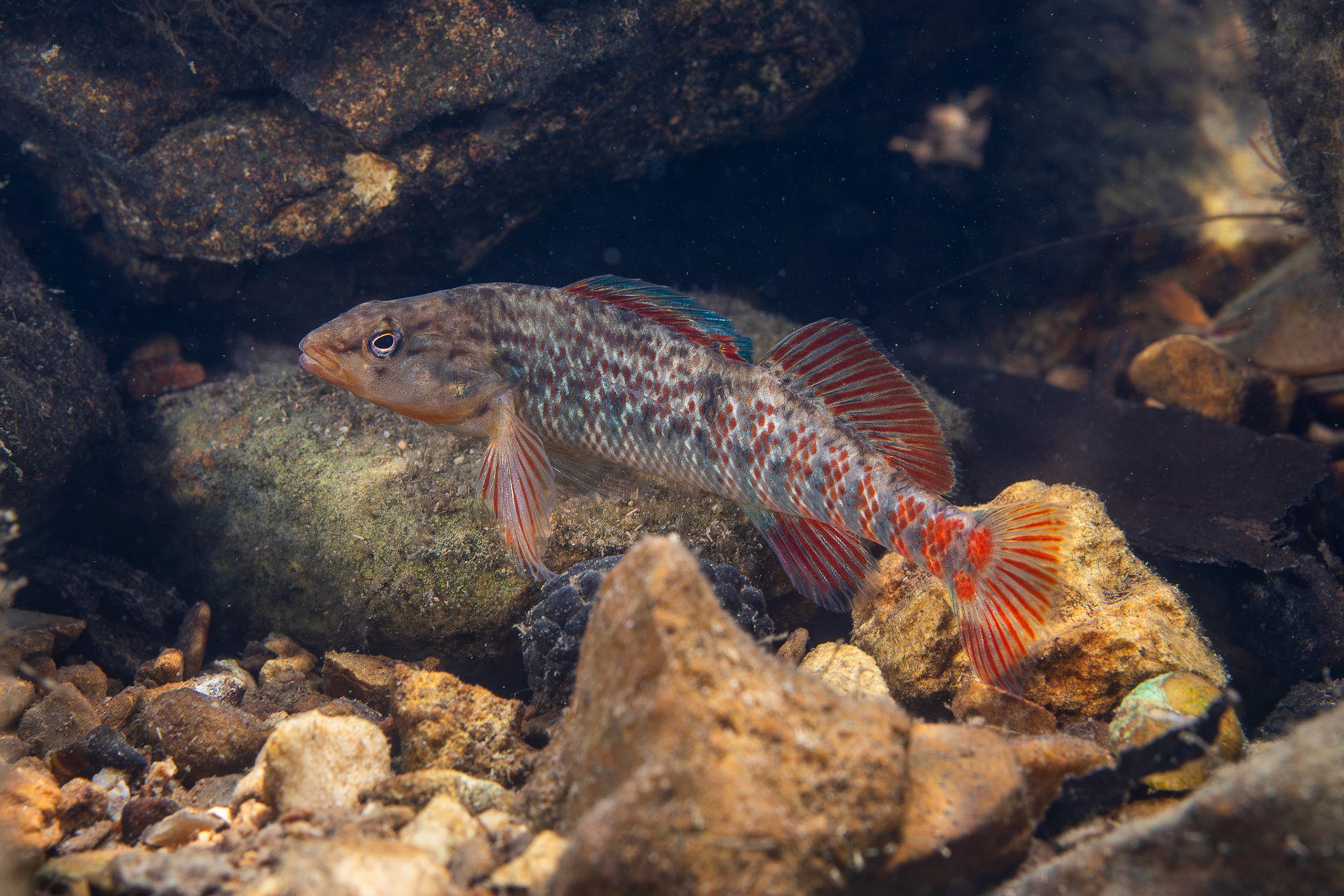 Rainbow Darter