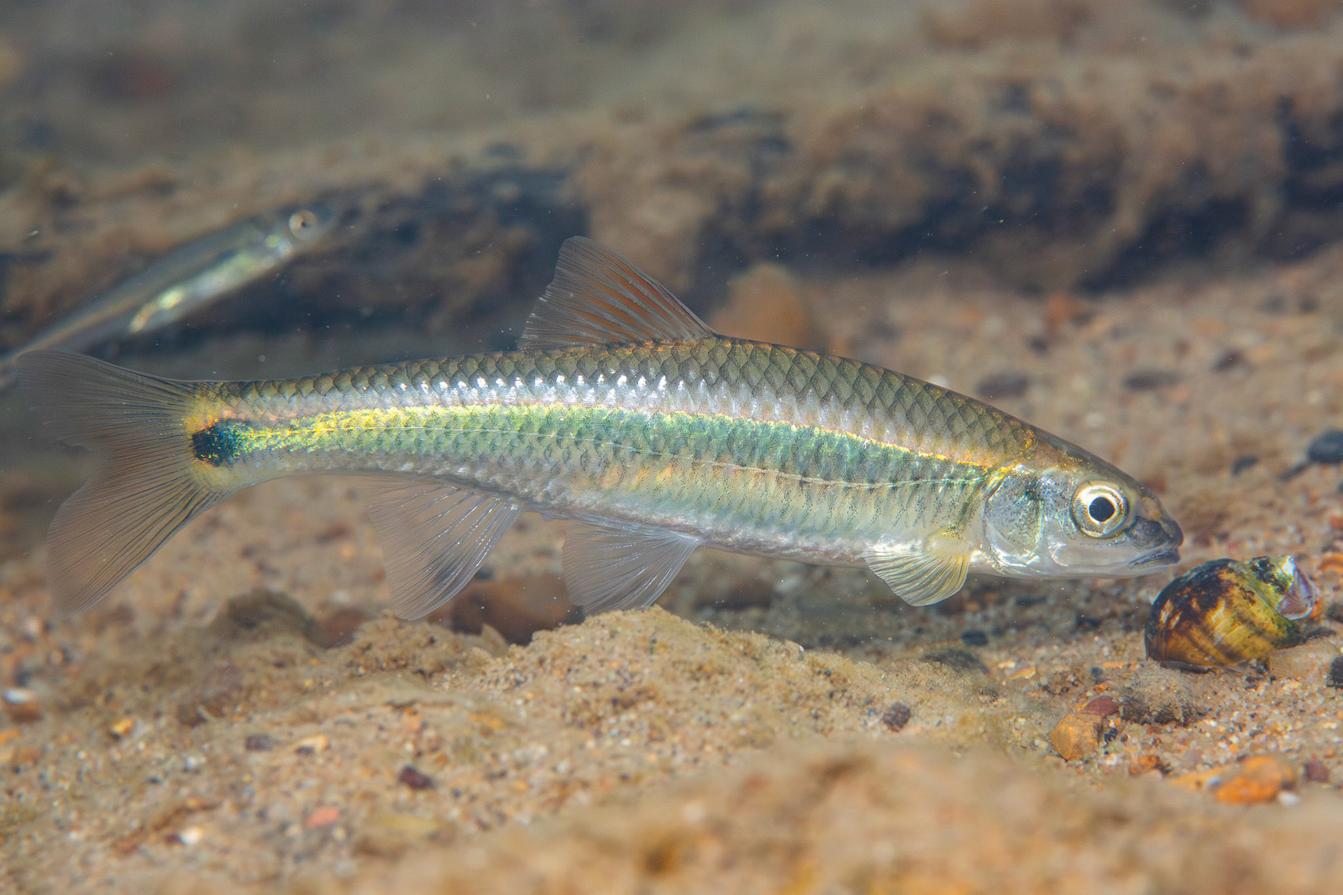 Alabama Shiner