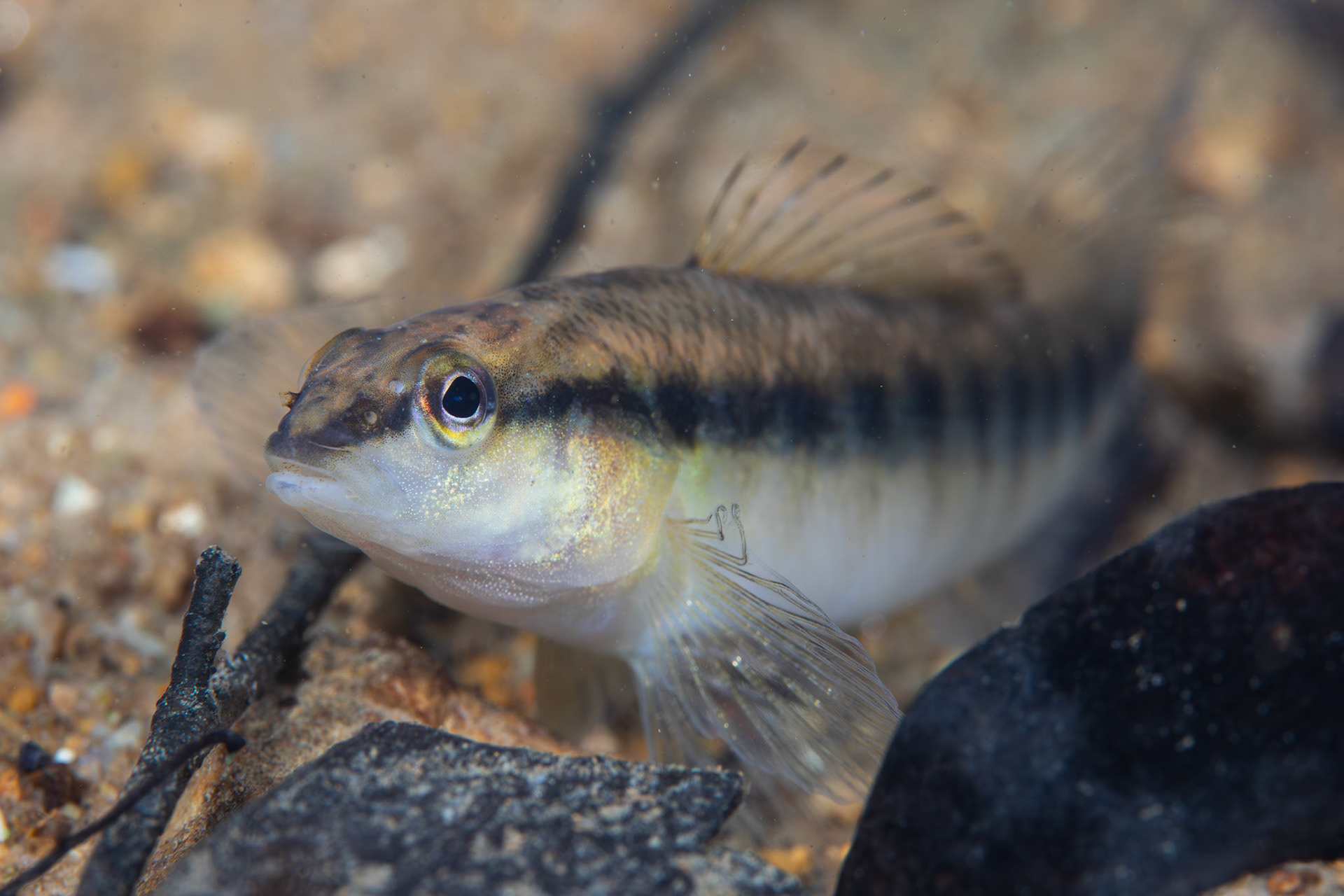 Blackbanded Darter