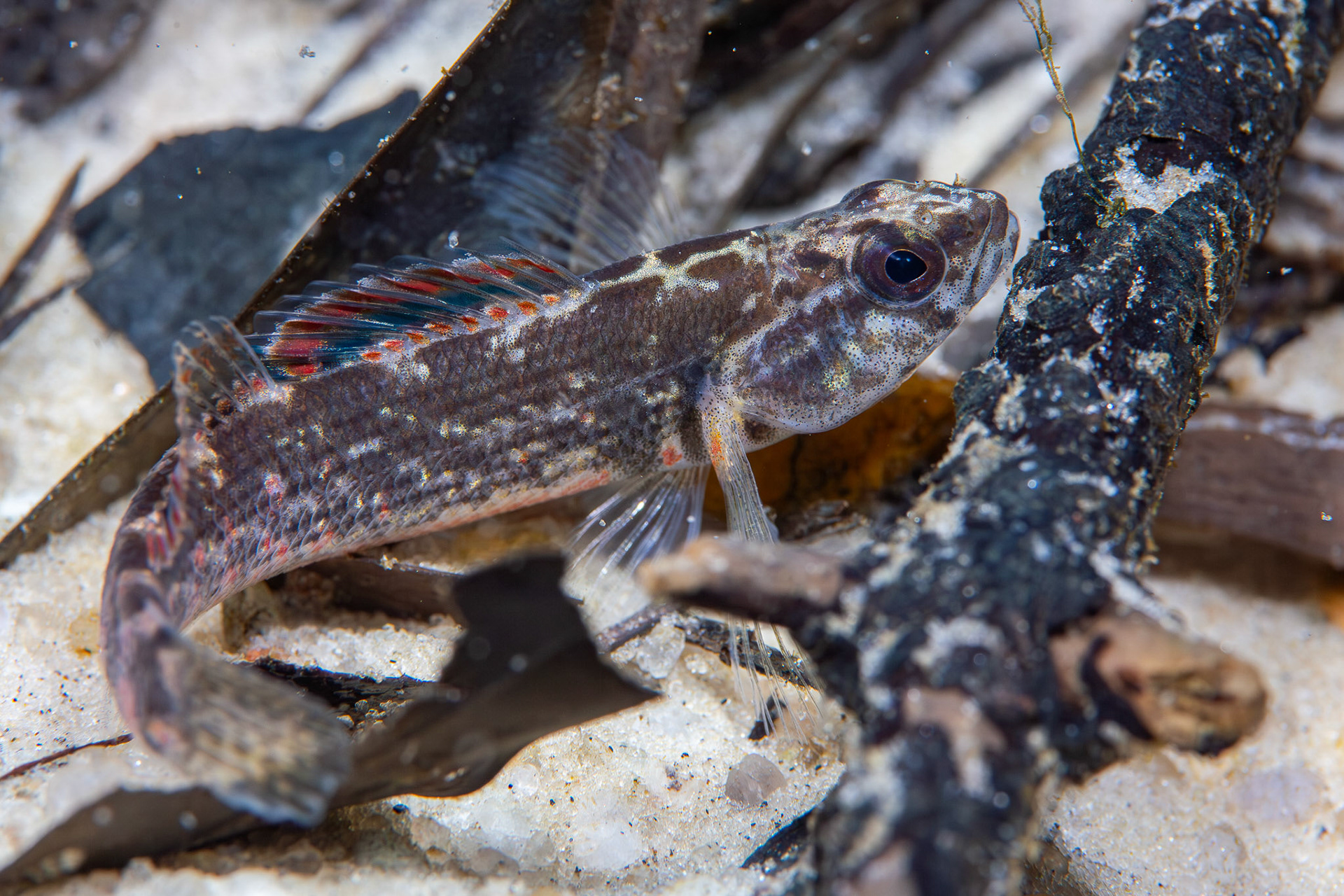 Gulf Darter