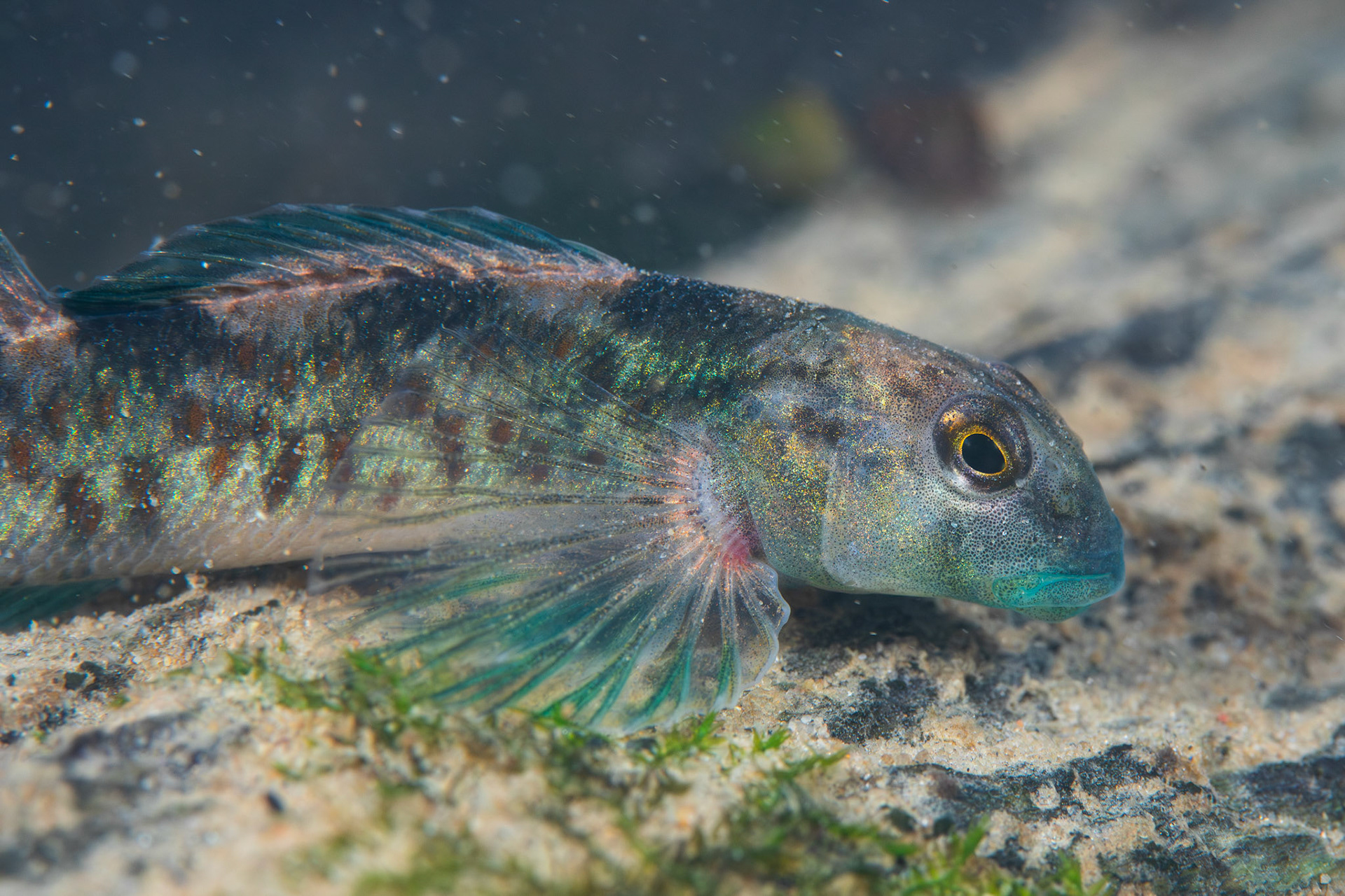 Rock Darter