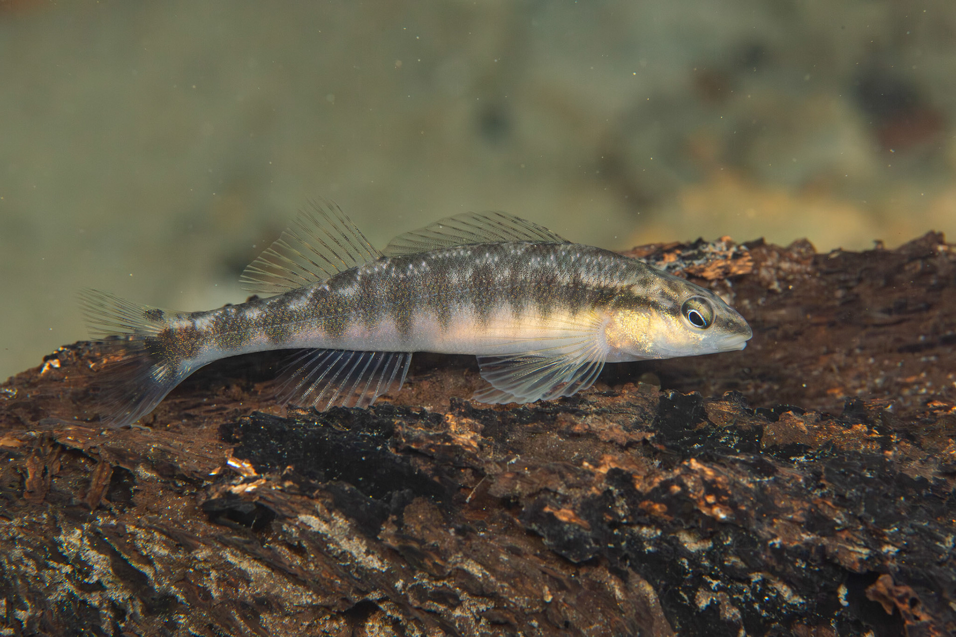 Blackbanded Darter
