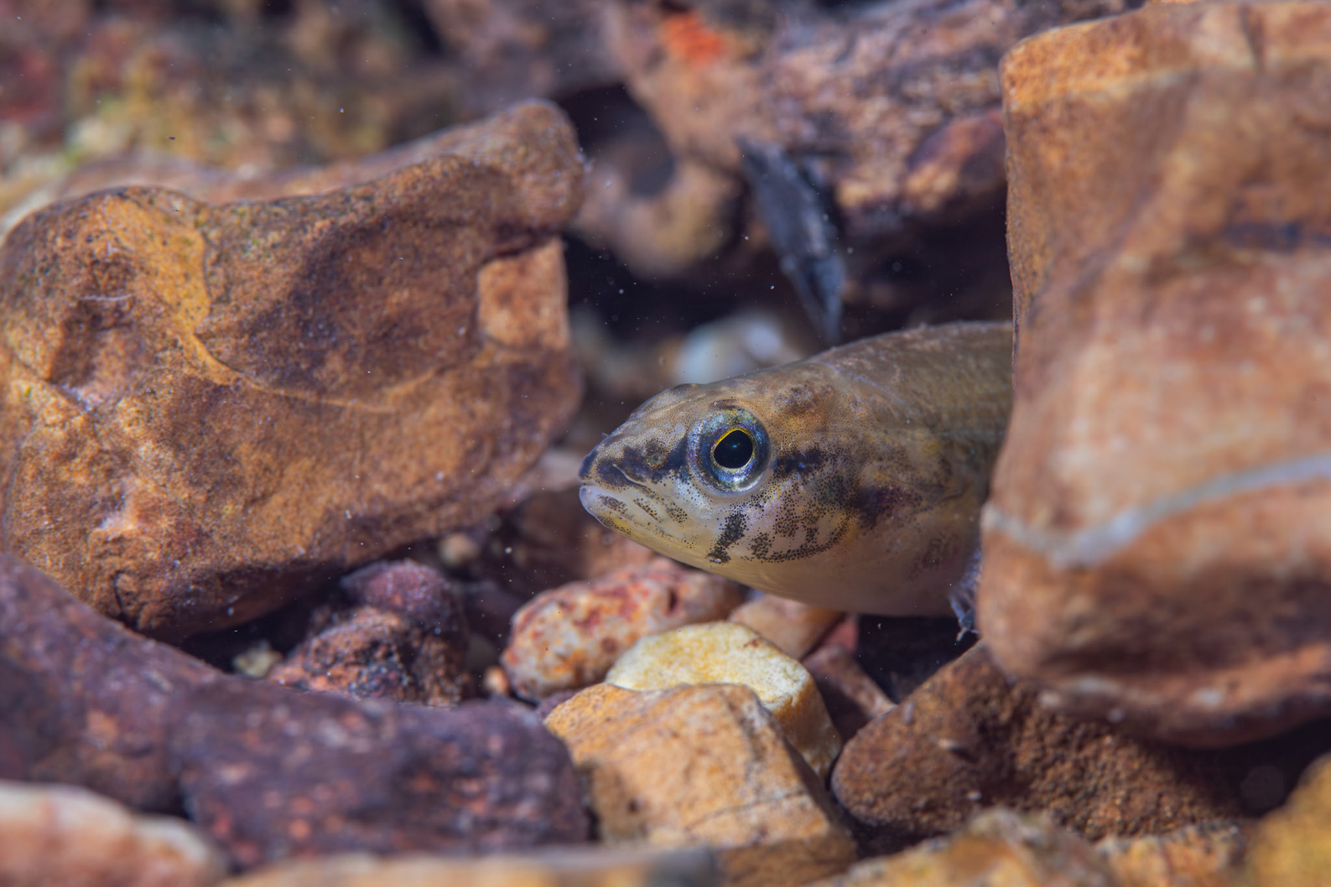 Redspot Darter