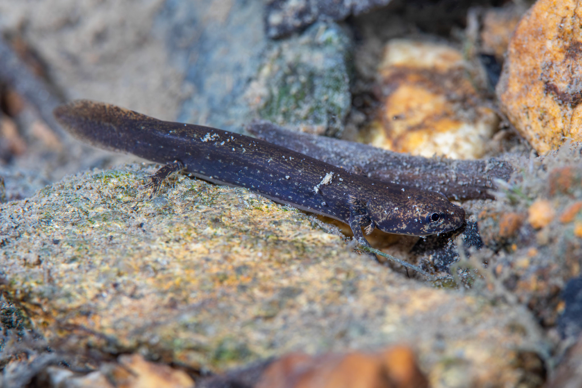 Eurycea sp.