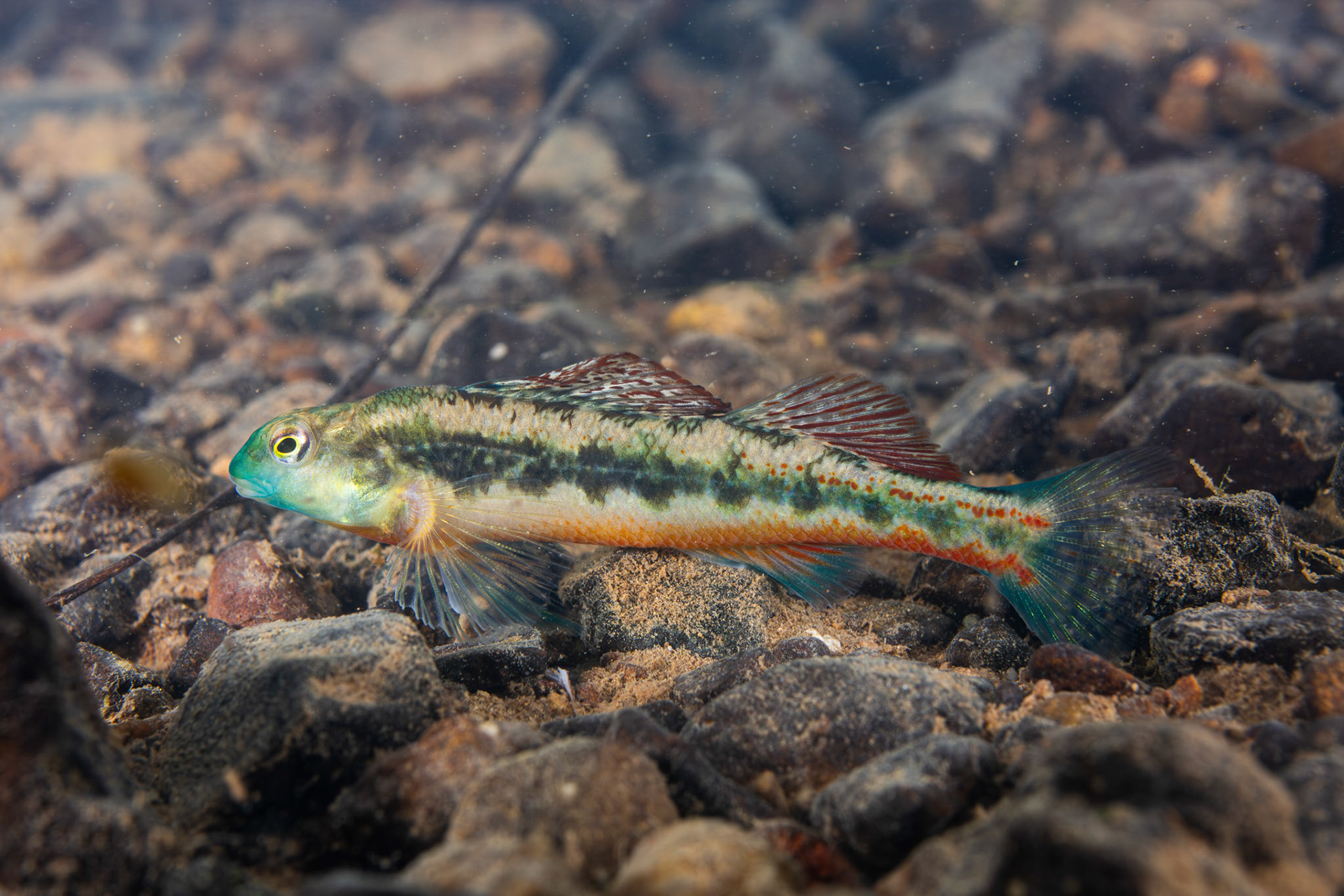 Blacksided Snubnose Darter