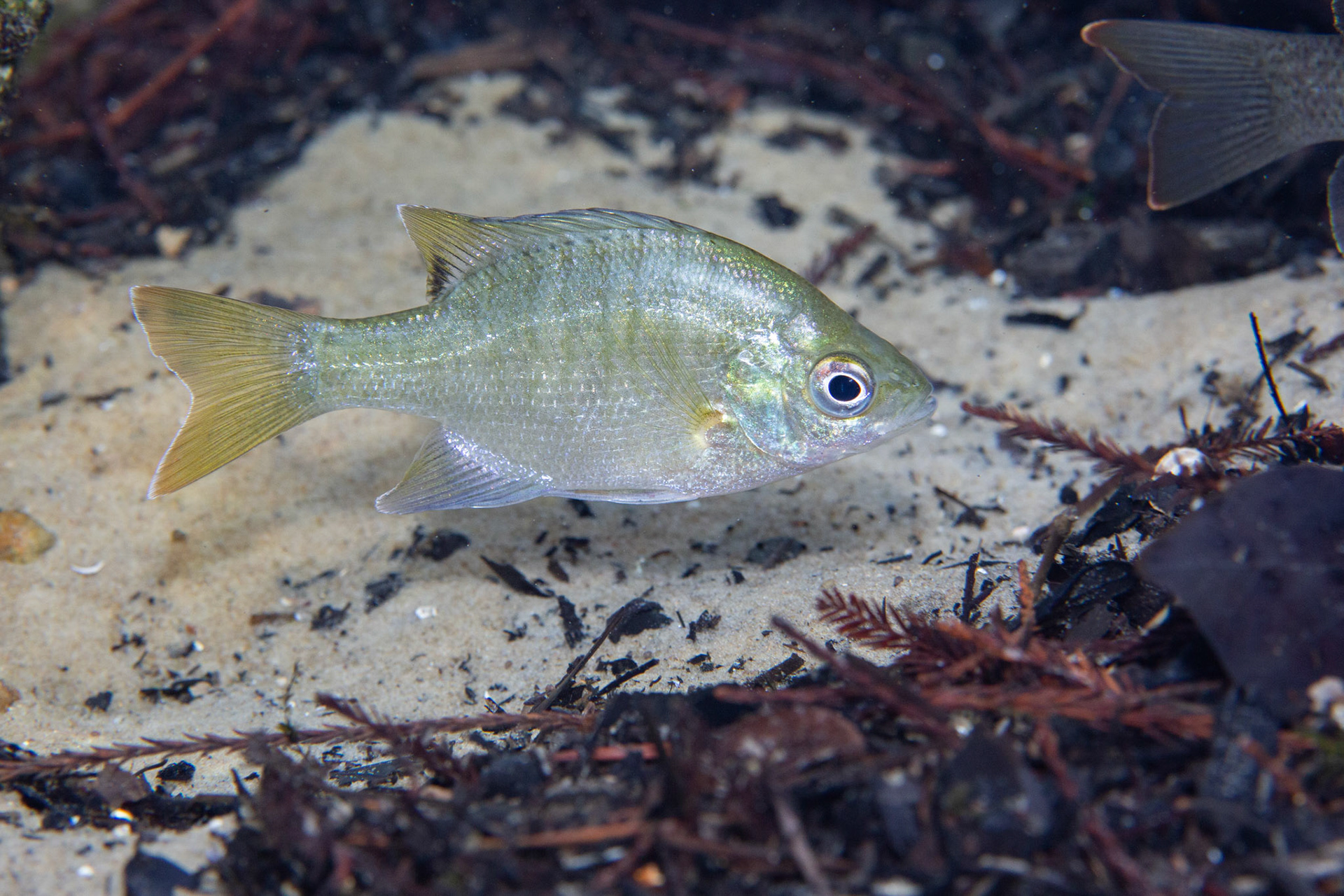 Bluegill