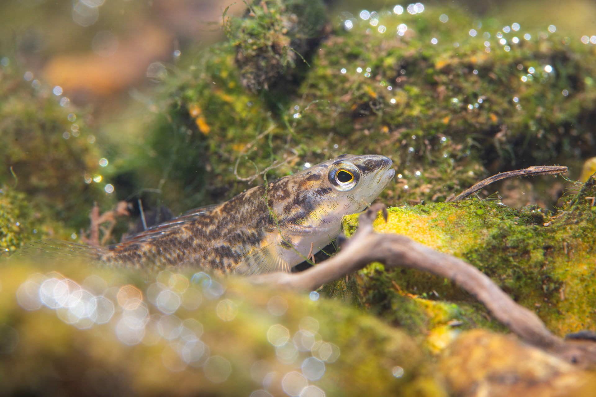Redspot Darter (Etheostoma artesiae)