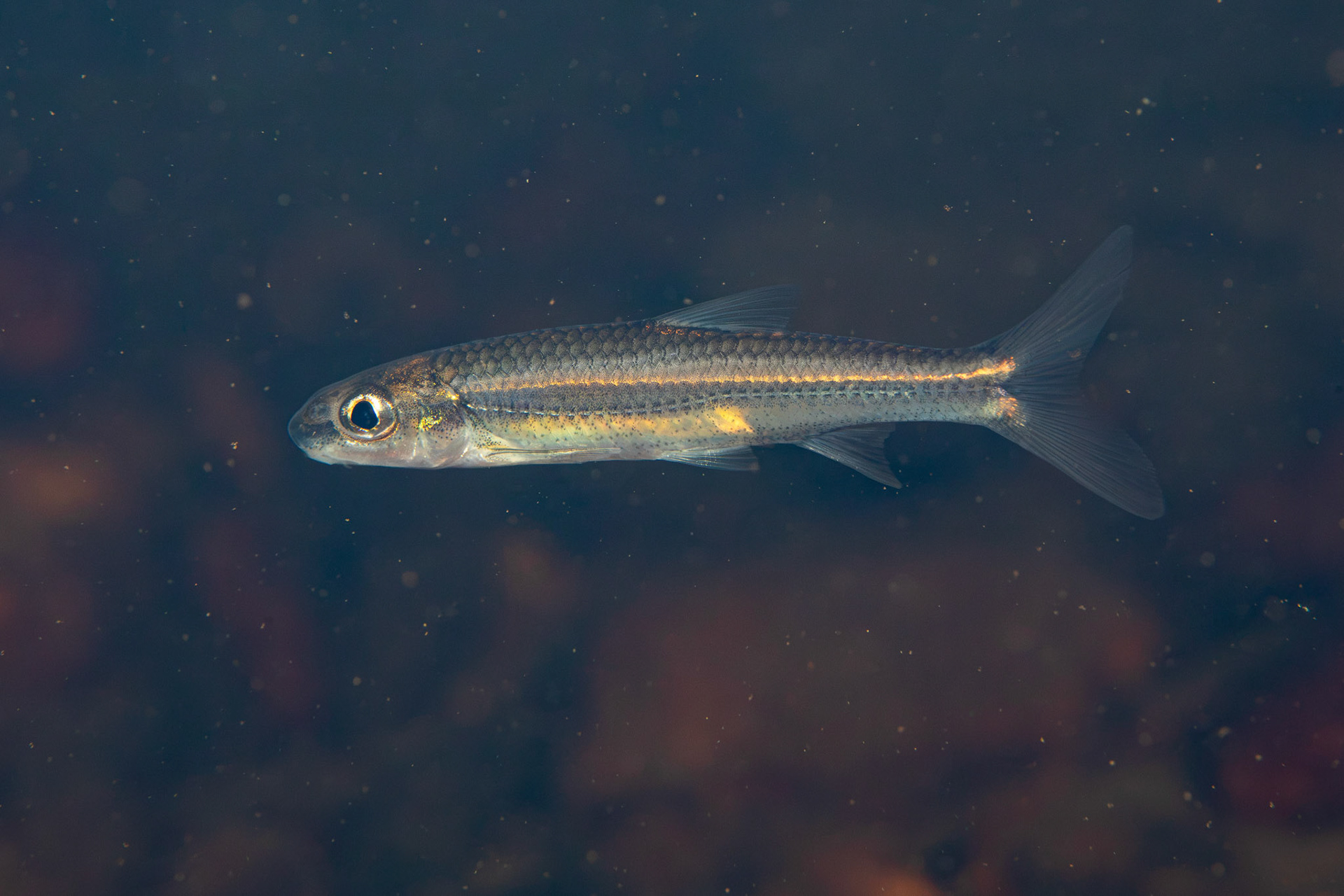 Bigeye Chub