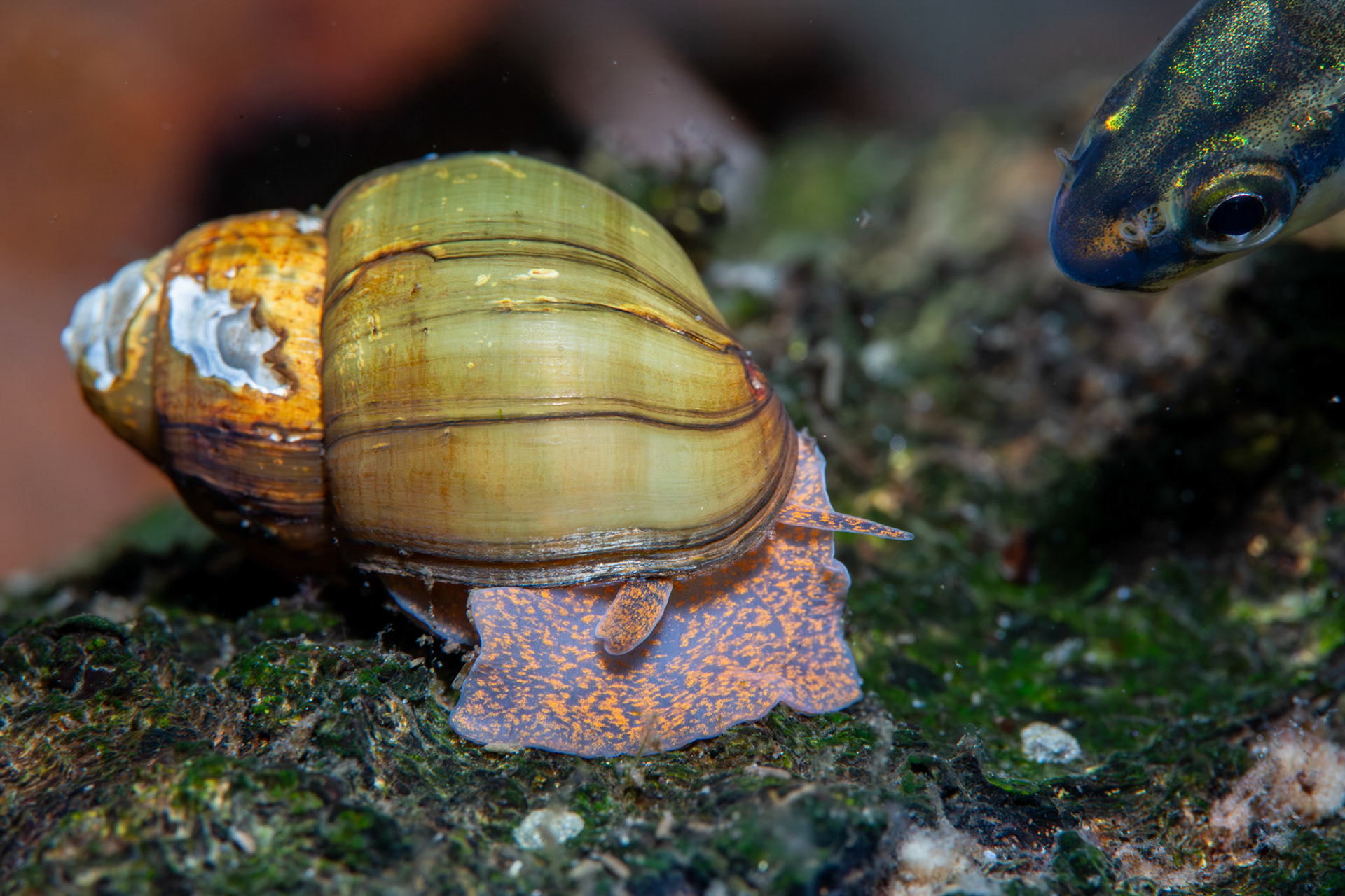 Campeloma sp.