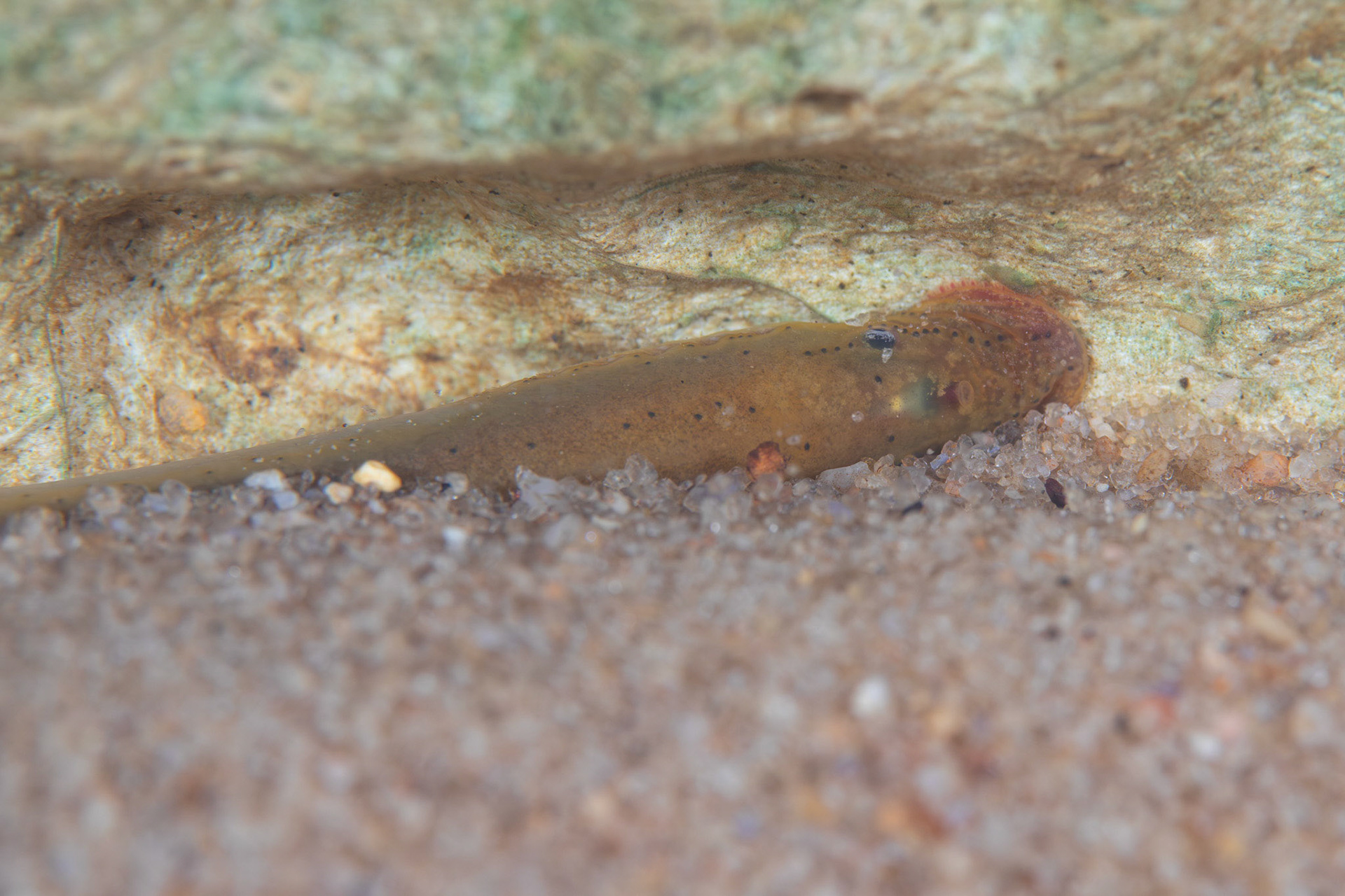 Southern Brook Lamprey