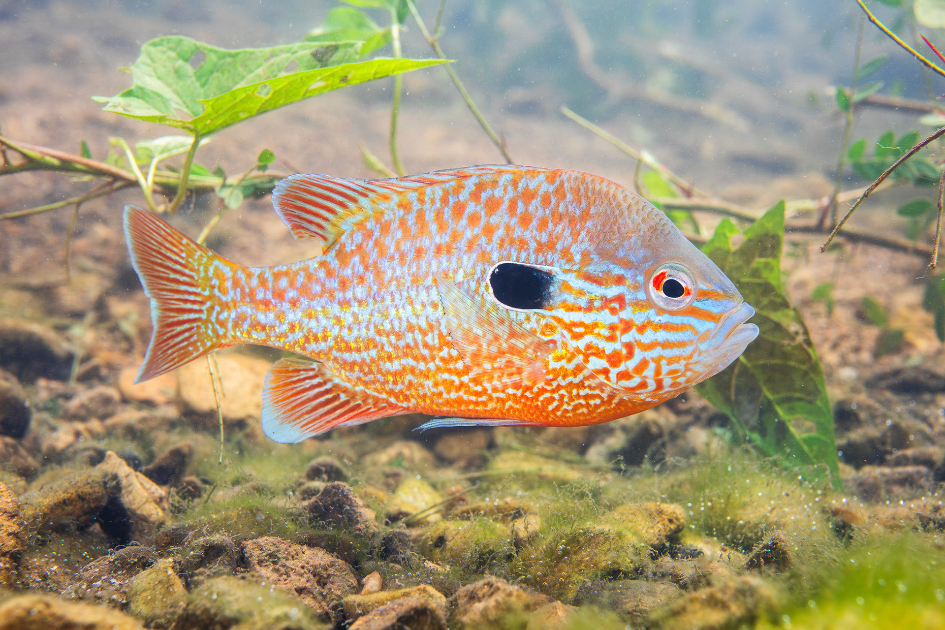 Longear Sunfish