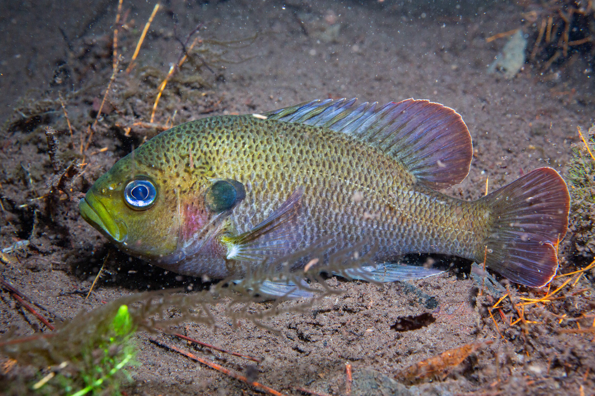 Spotted Sunfish (Lepomis punctatus)