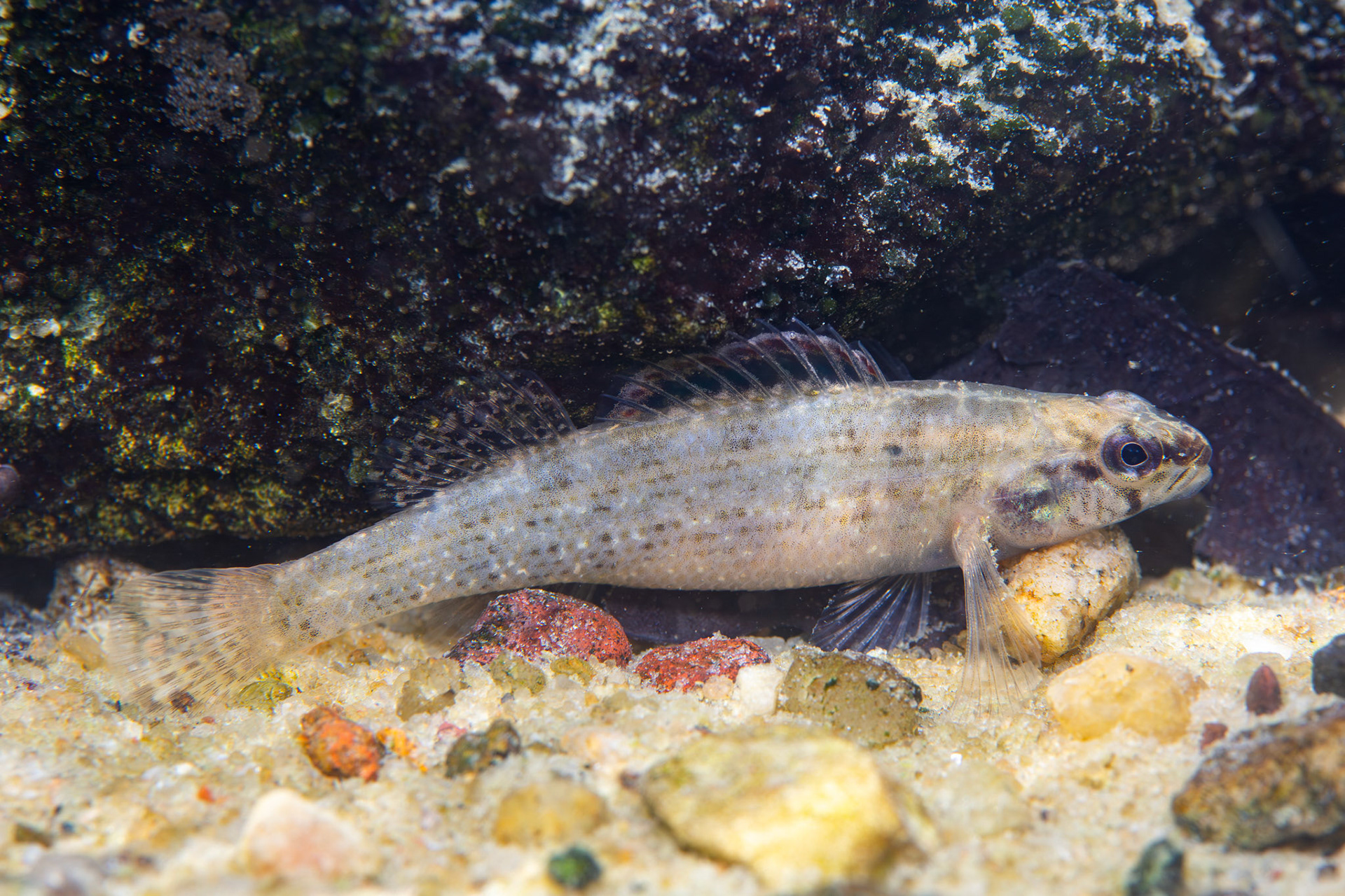 Gulf Darter